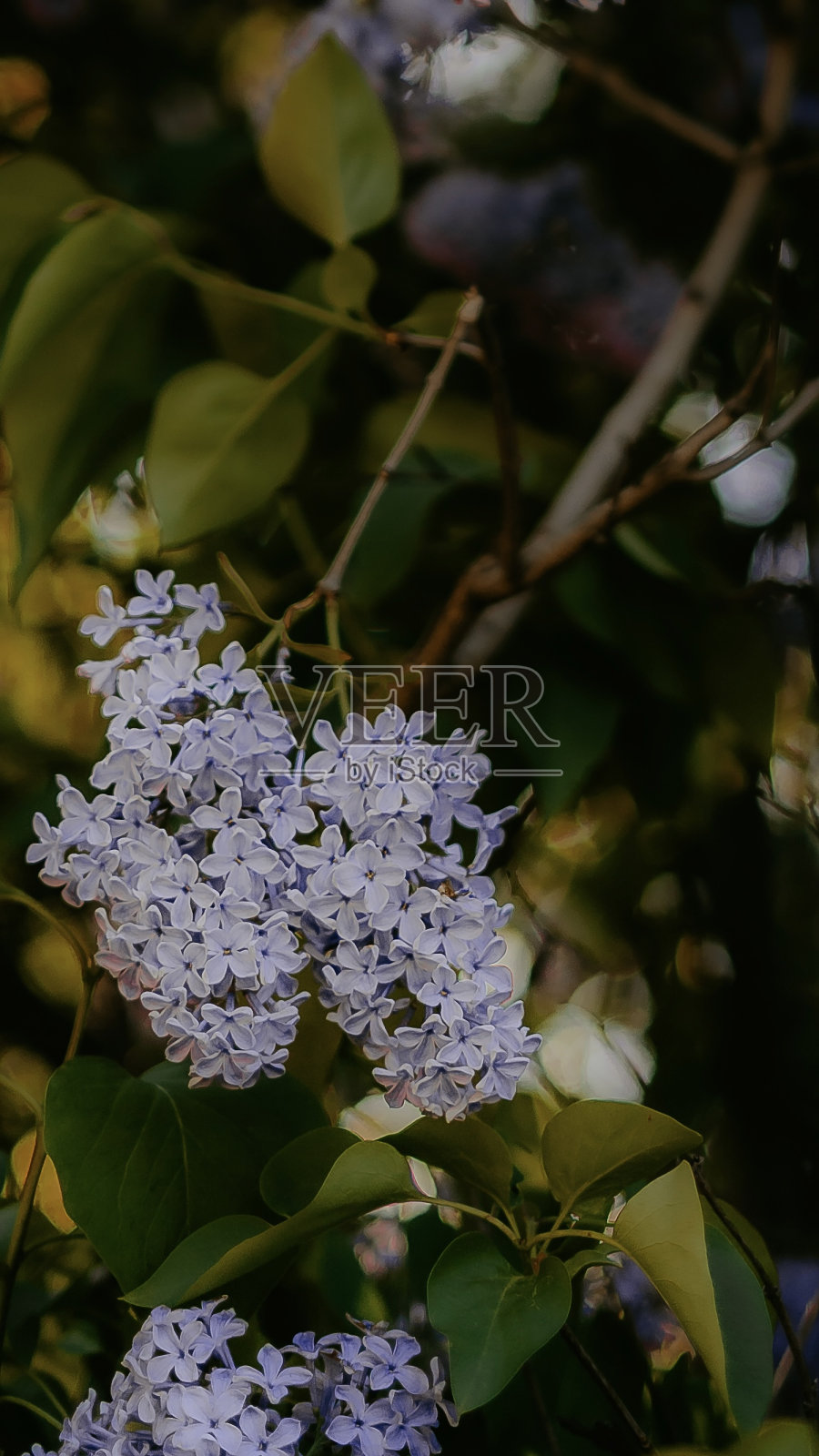 公园里有美丽的花照片摄影图片