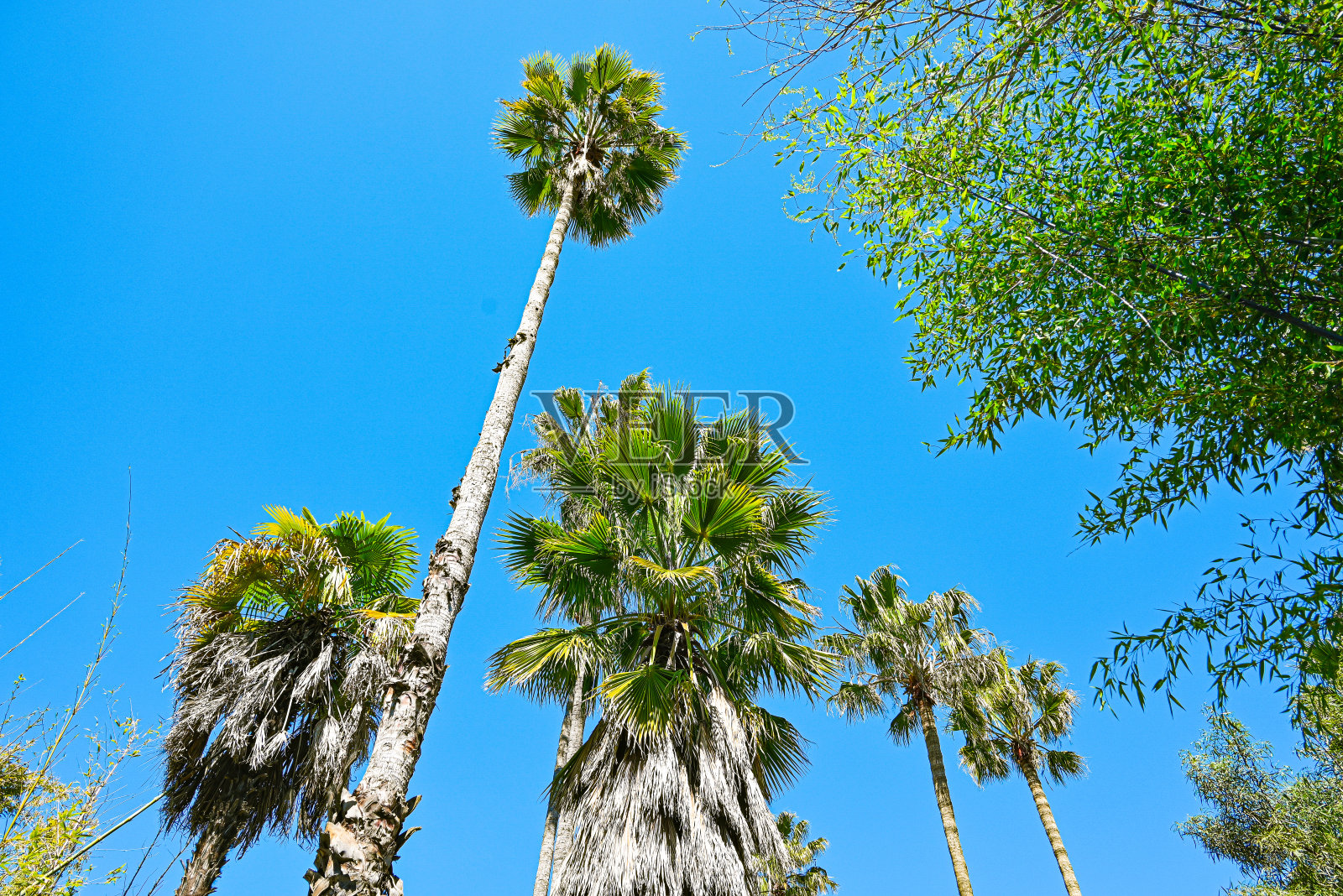 蓝天下的棕榈树照片摄影图片