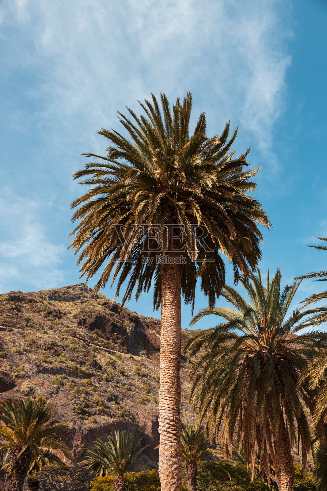 棕榈树在天空照片摄影图片