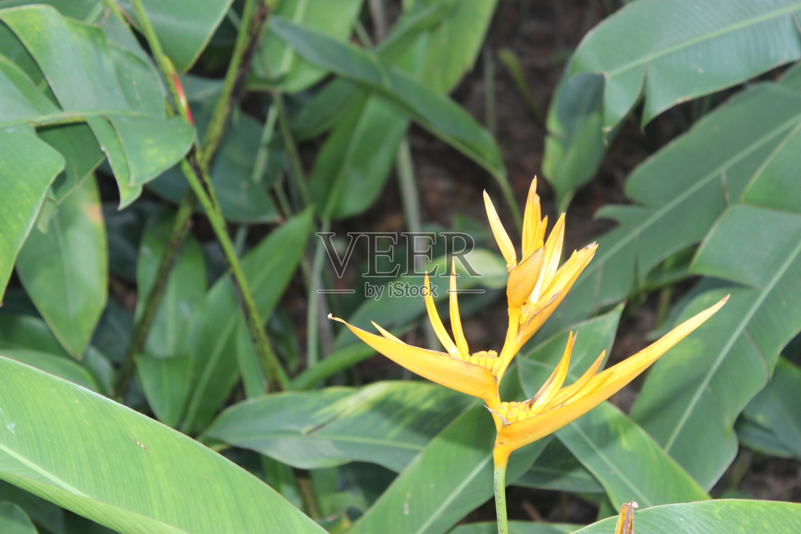 新加坡植物园金色火炬或黄色龙虾爪植物2014 03 23照片摄影图片