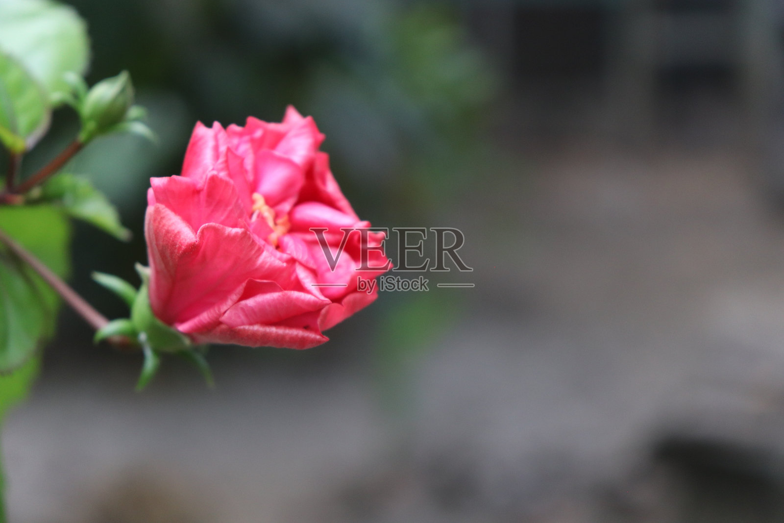 鞋黑植物照片摄影图片