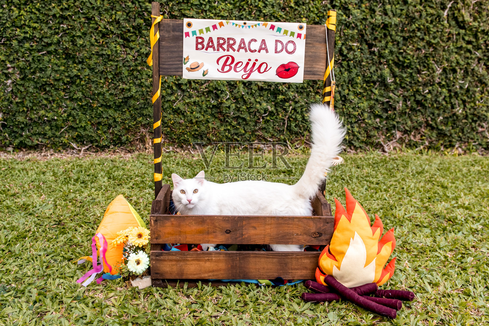 猫凯皮拉,宠物六月派对。翻译:接吻帐篷照片摄影图片