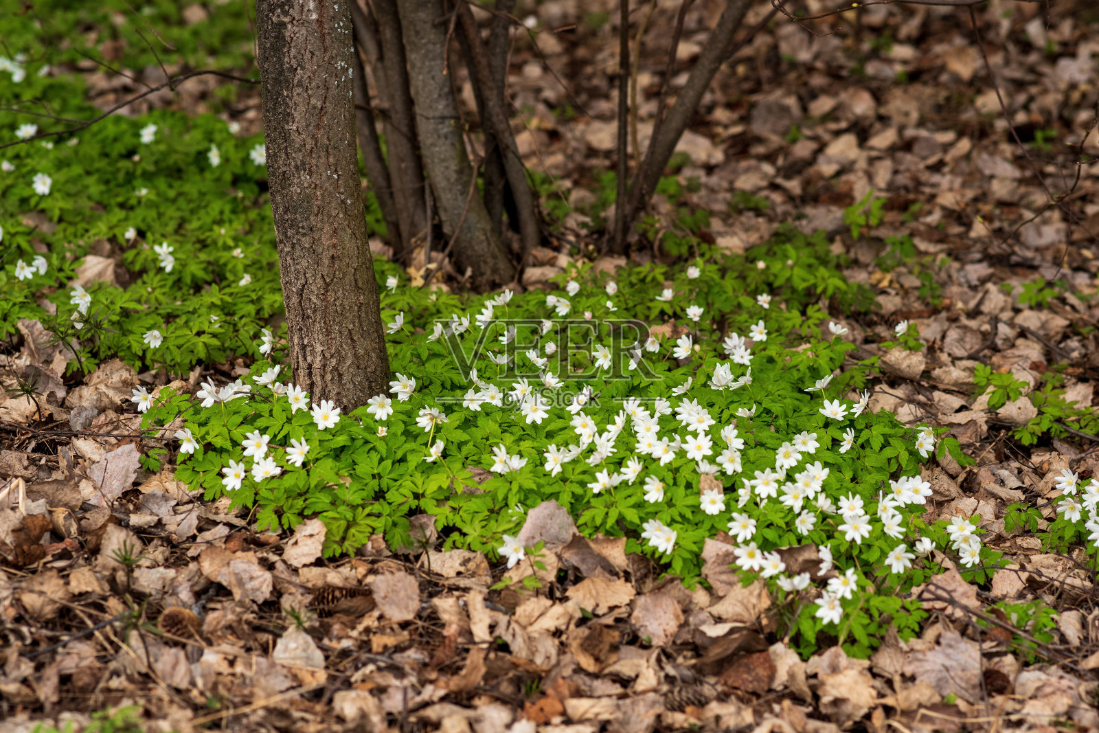 春天的第一朵花是木海葵,在森林里的枯叶中照片摄影图片