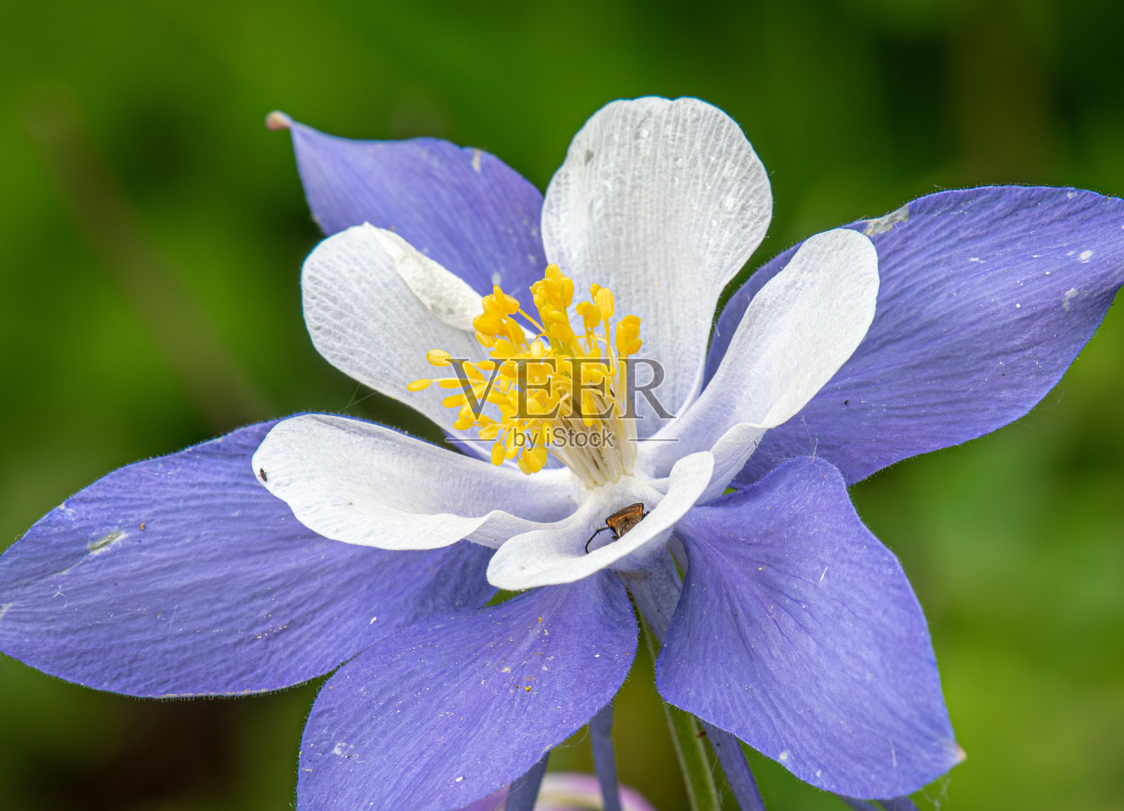 美丽的科罗拉多科伦拜恩照片摄影图片