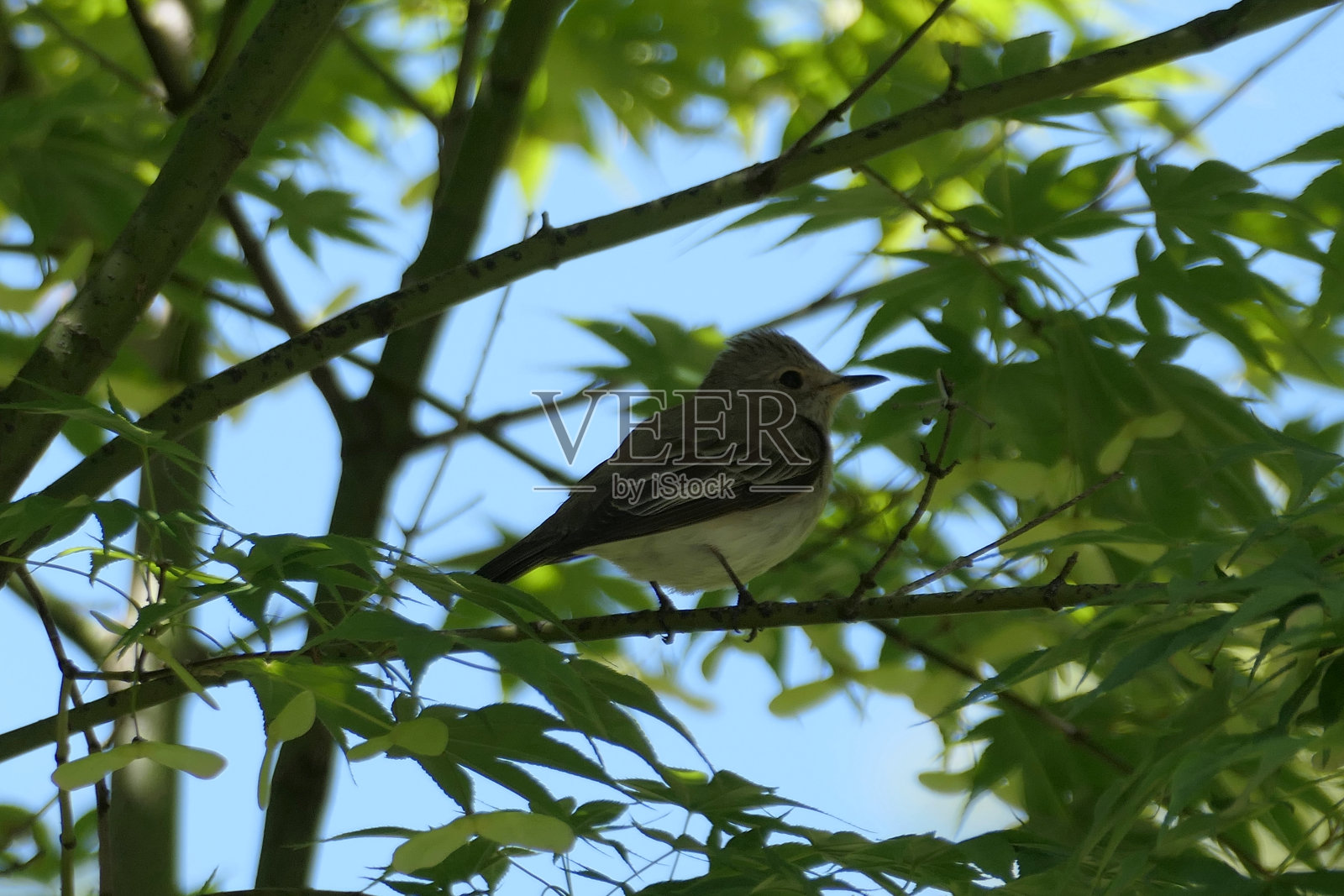 斑点捕蝇鸟栖息在树枝上照片摄影图片