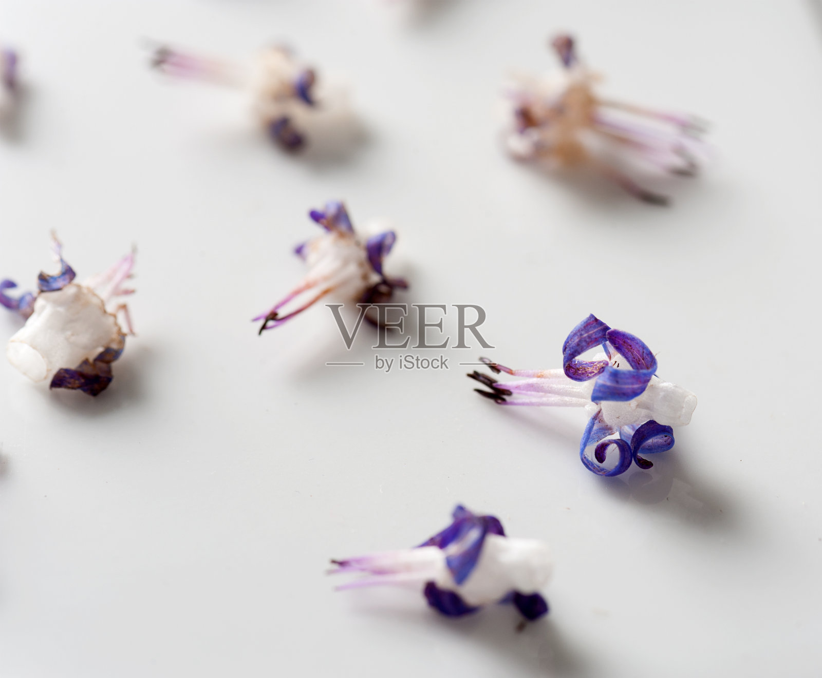 在白色背景上新鲜采摘的琉璃苣花的特写照片照片摄影图片