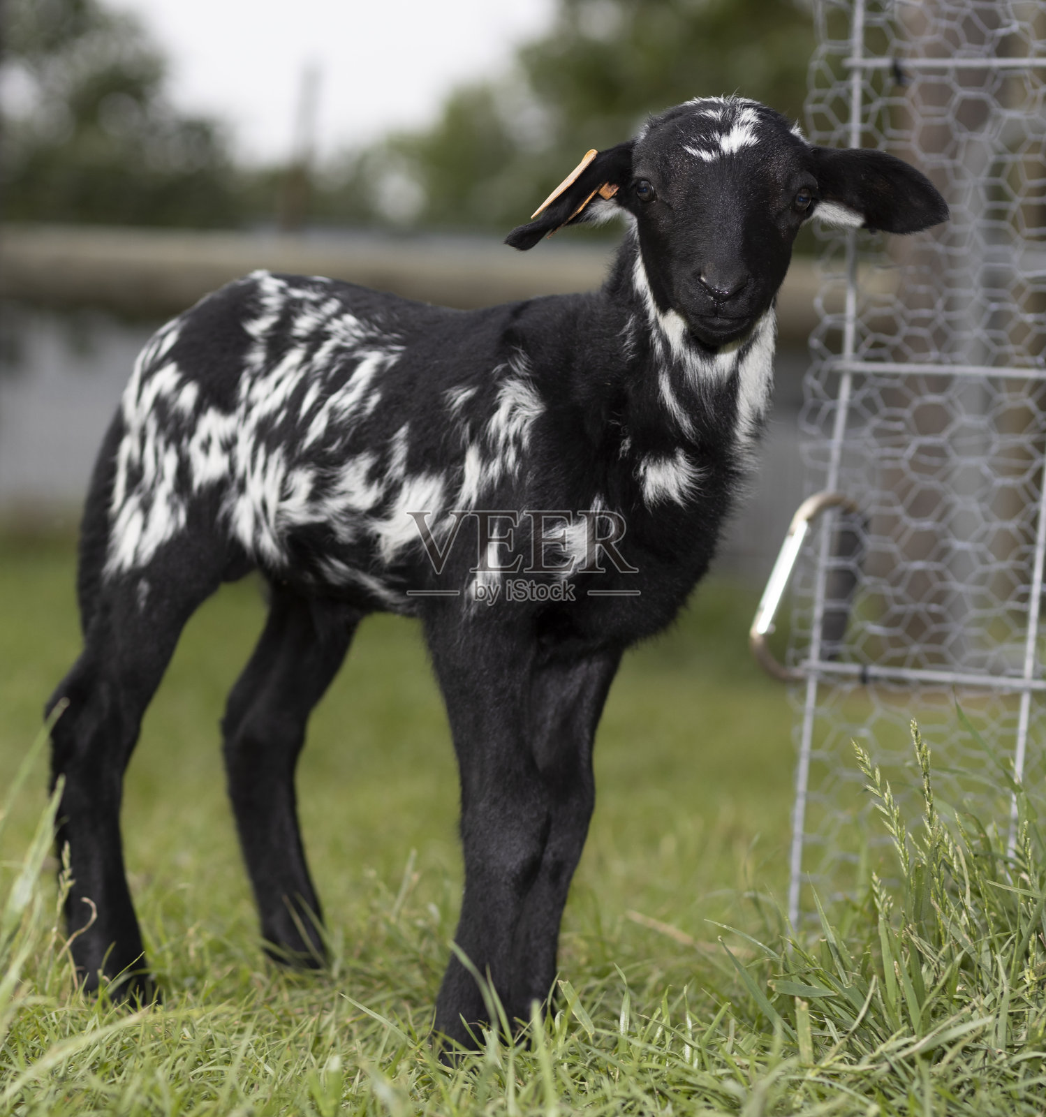 黑白相间的小羊羔站在羊圈外照片摄影图片