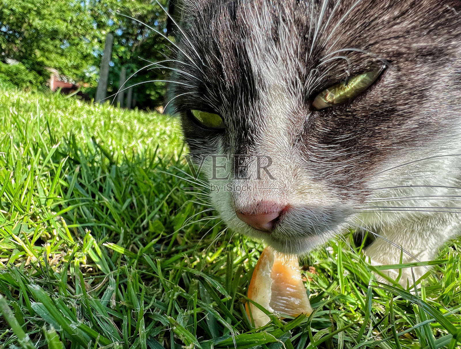 黑白猫吃食物。绿草地上的黑白猫照片摄影图片