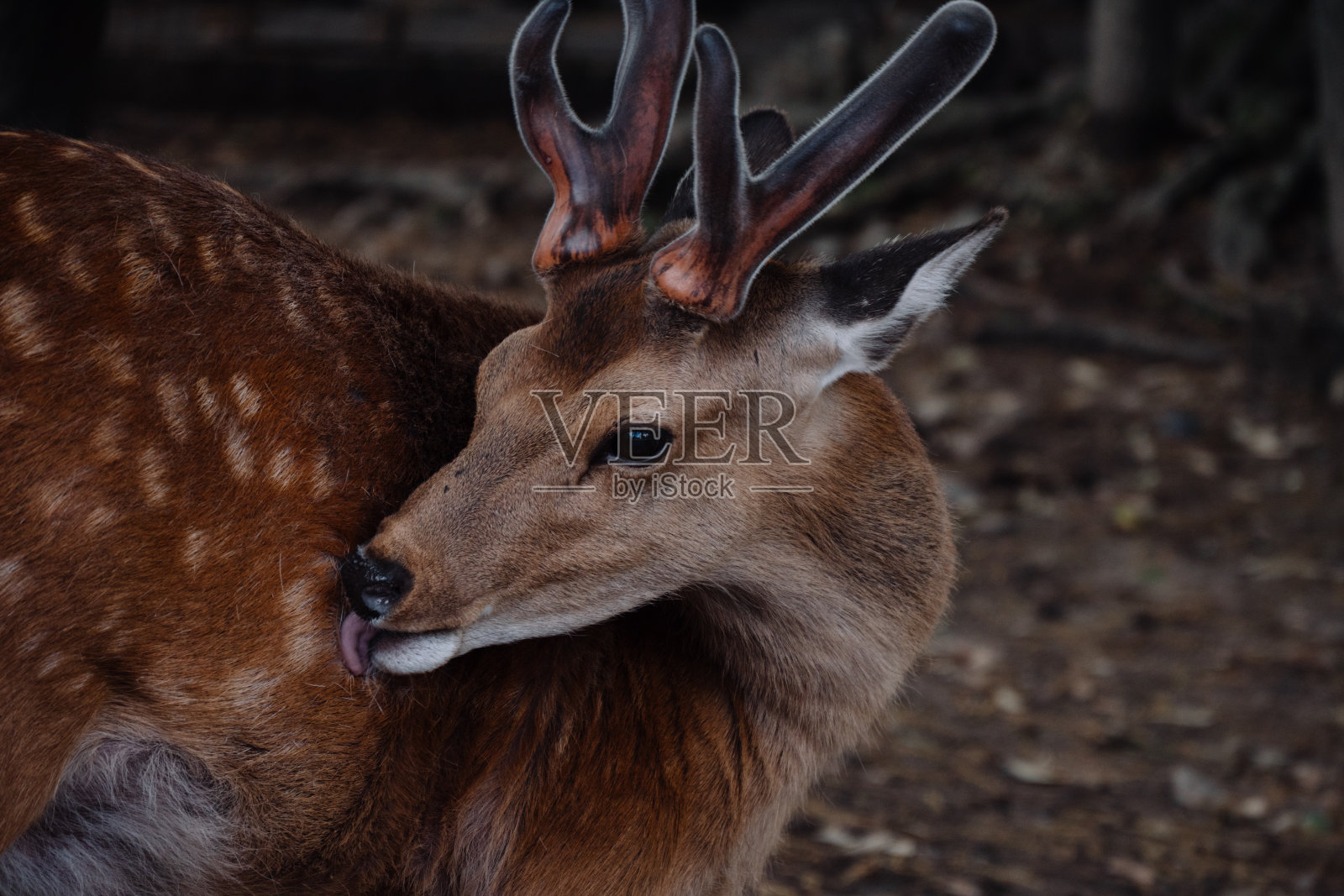 长角鹿照片摄影图片