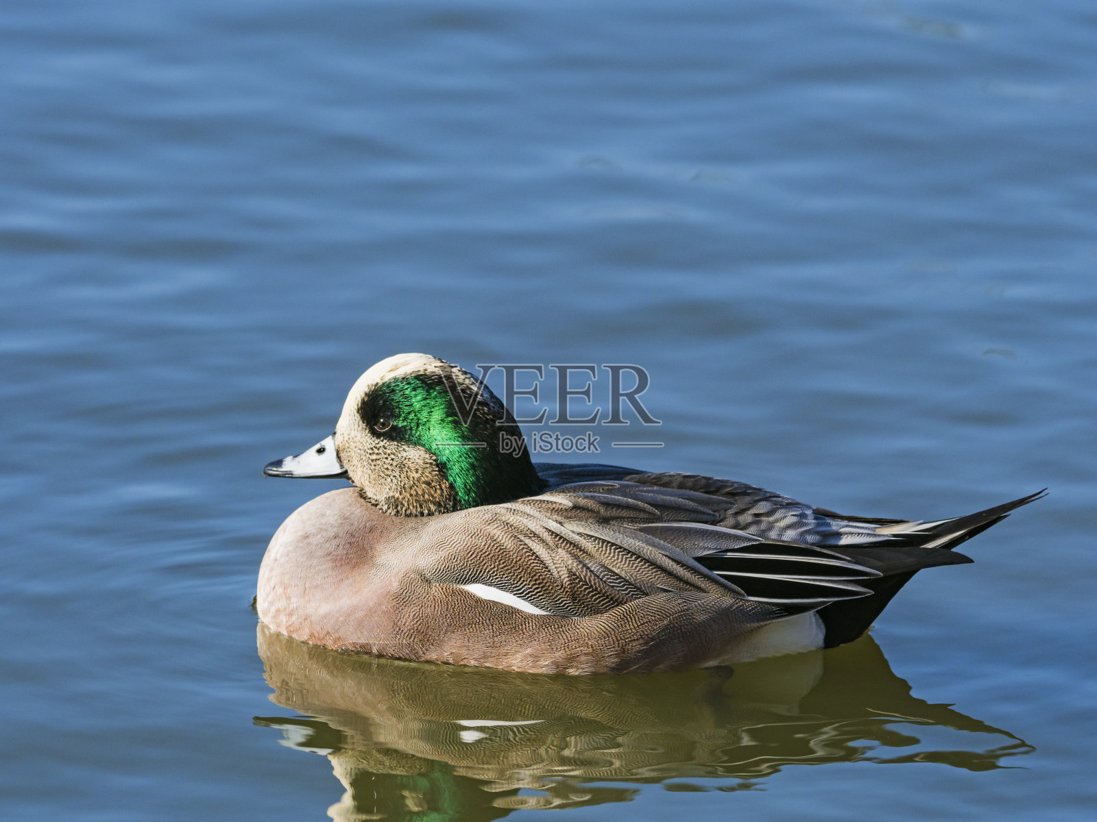 美国威根雄照片摄影图片