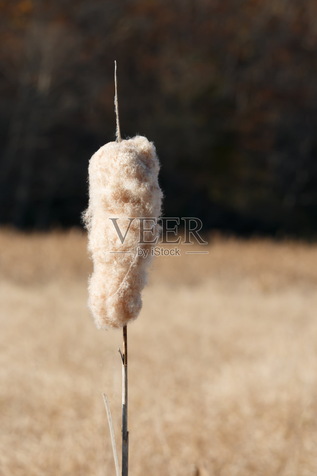 芦苇种子在湿地生长照片摄影图片