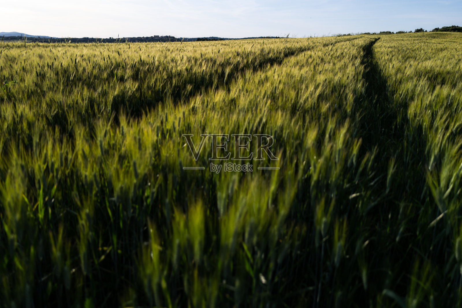 夏日阳光明媚的麦田照片摄影图片
