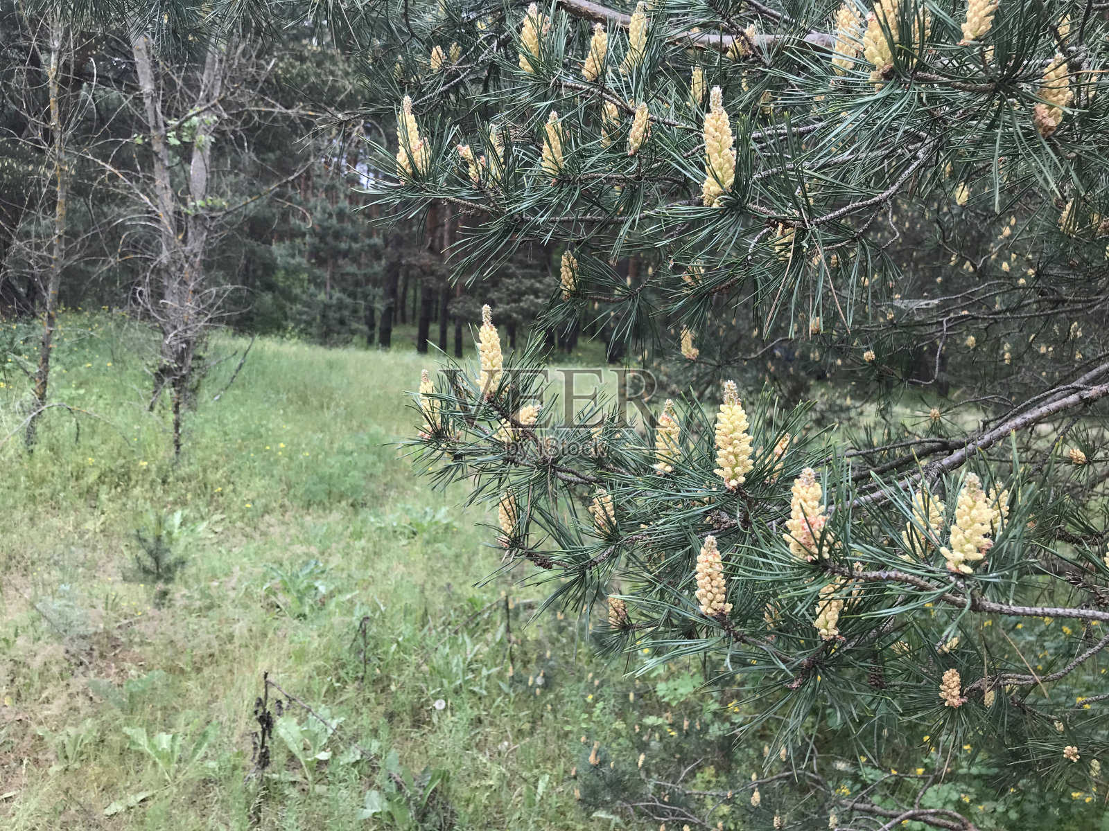 松树林照片摄影图片