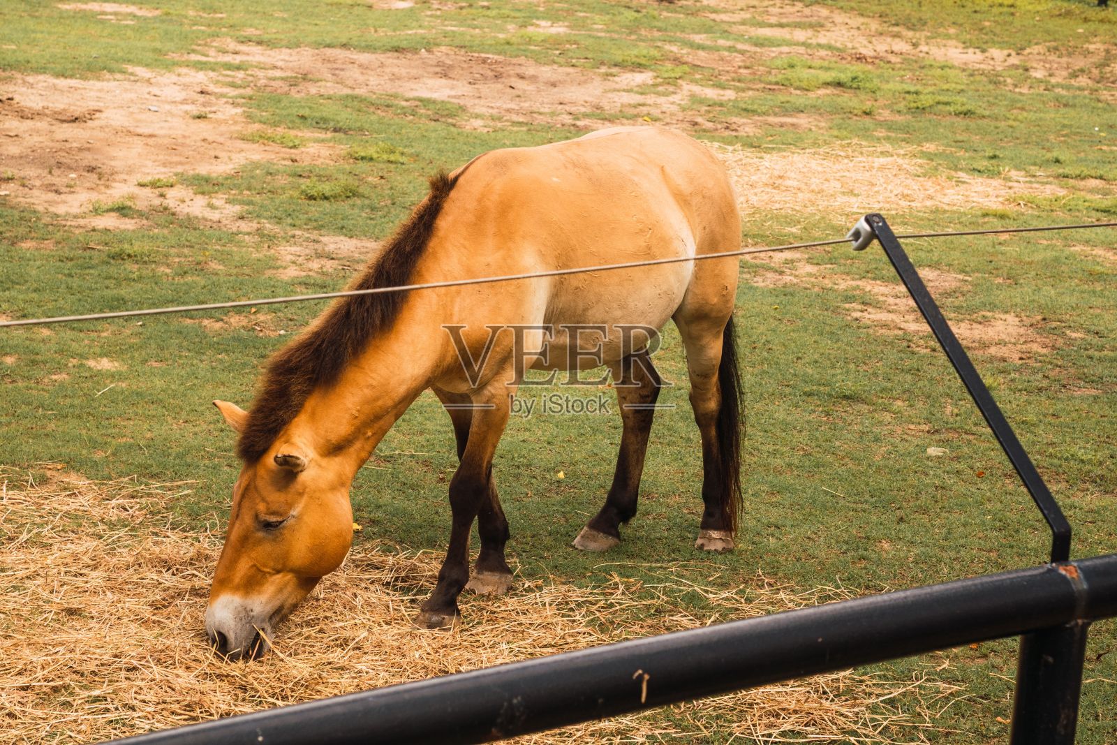 美丽的栗色马在郁郁葱葱的草地上安静地吃草照片摄影图片
