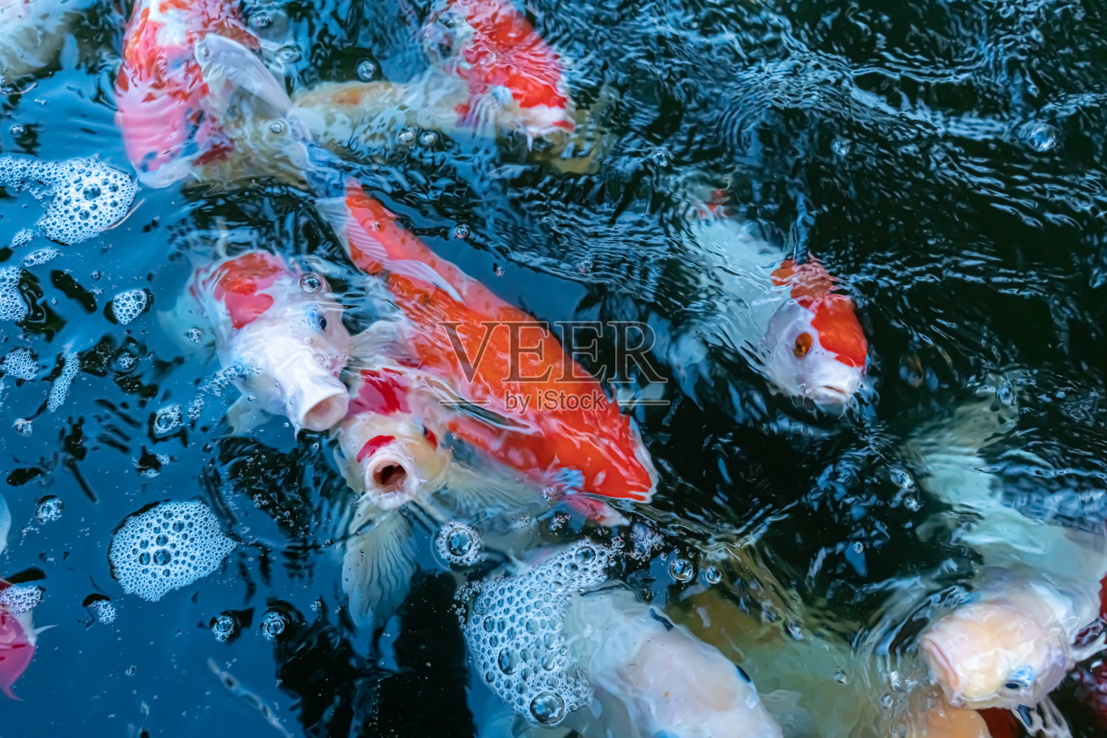 锦鲤鲤照片摄影图片