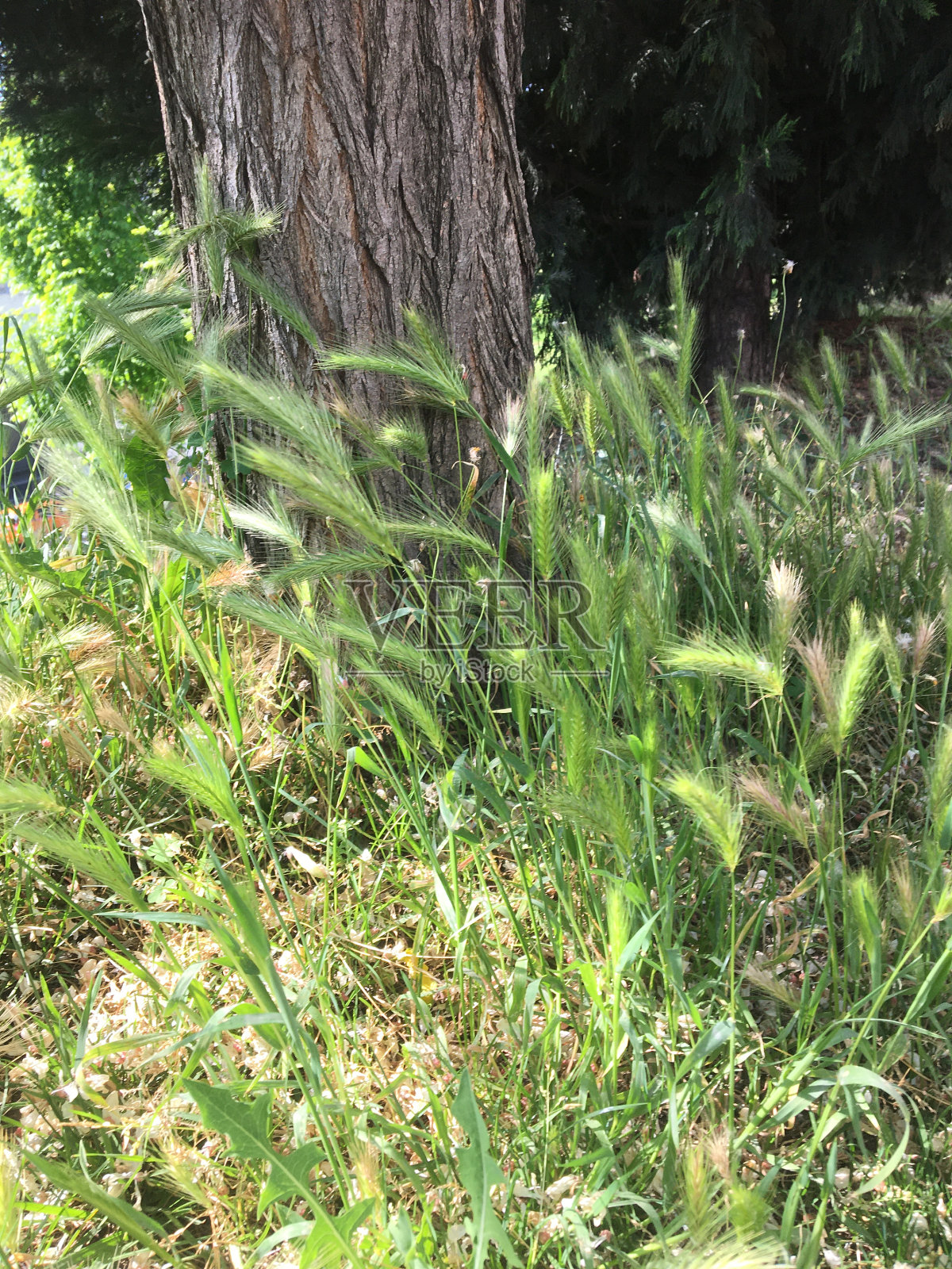 夏季自然生长,花草树木照片摄影图片