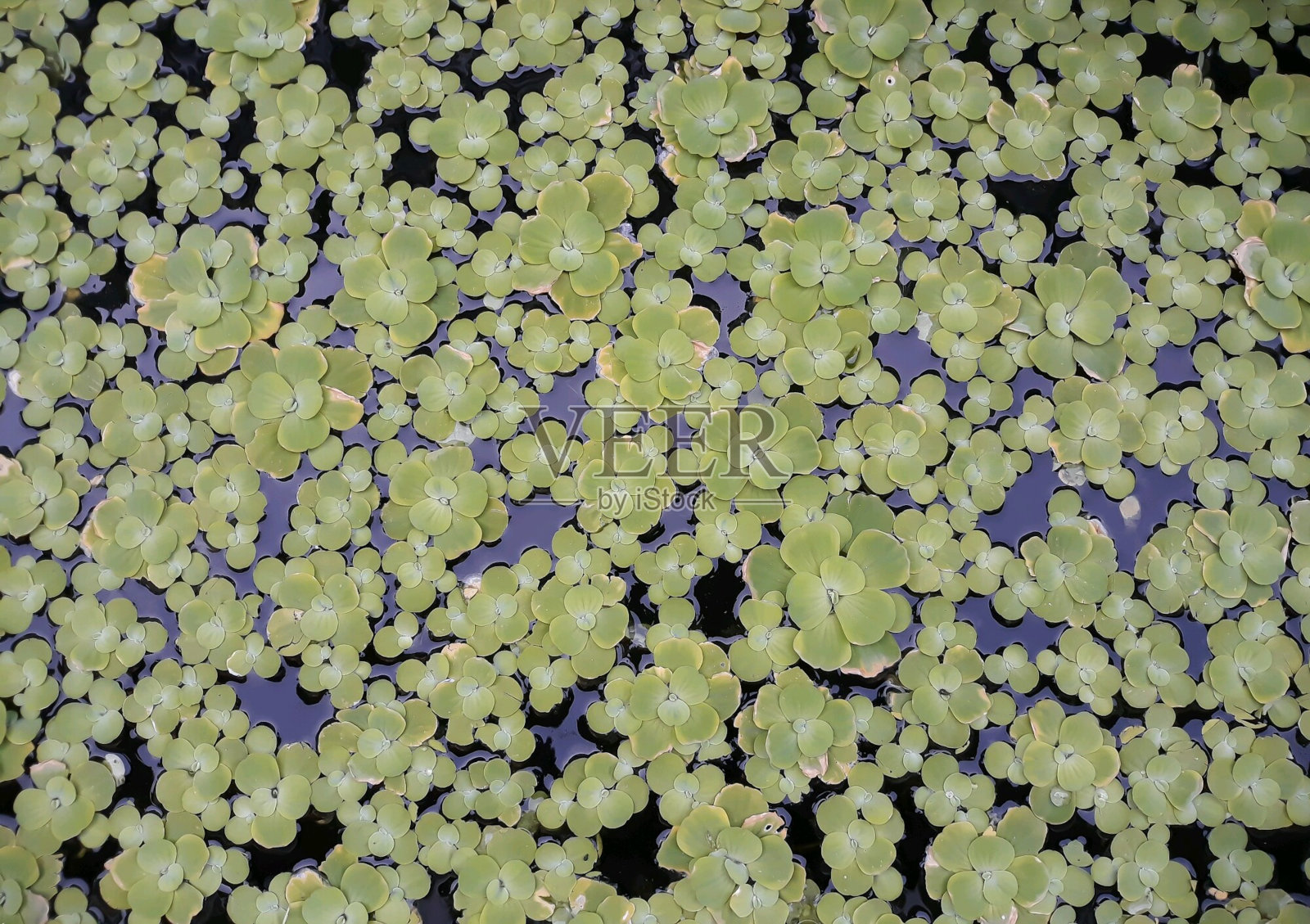 水浮莲Stratiotes照片摄影图片