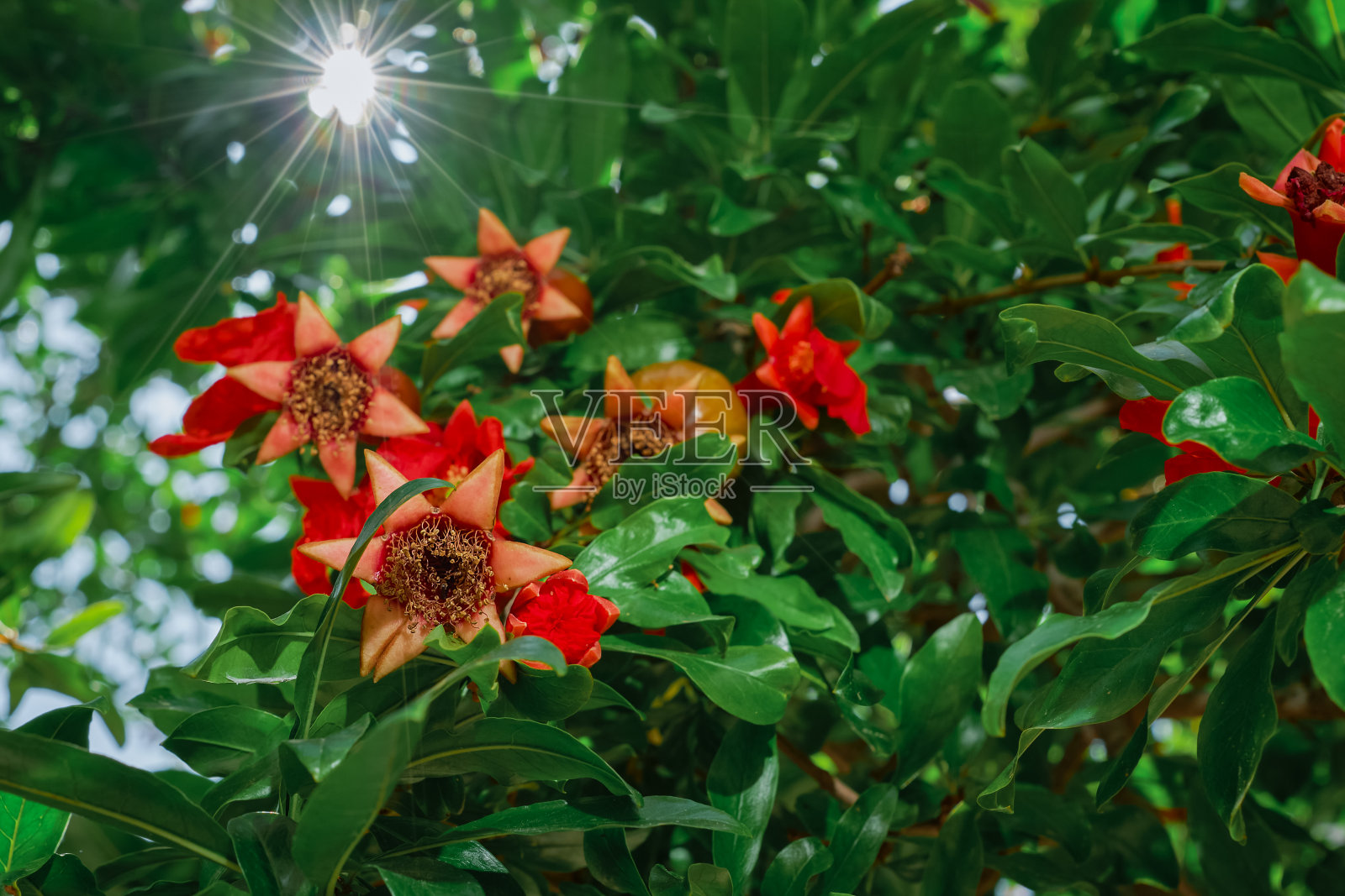 花园里盛开的石榴,阳光照在花上,开花的果树,石榴的颜色作为背景和花园的想法照片摄影图片