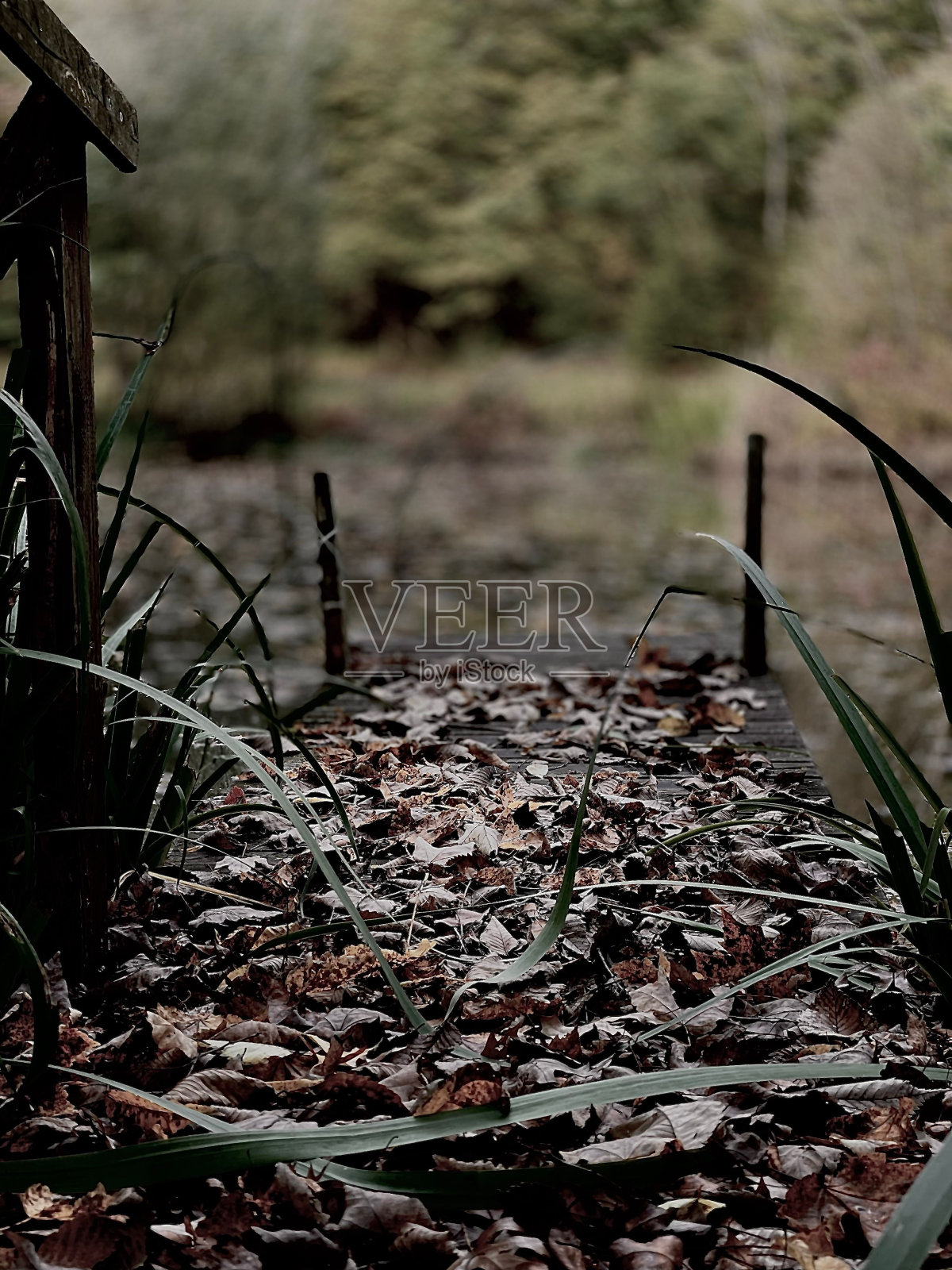 一座木桥,横跨在长满树叶的森林里的一条浅溪上照片摄影图片