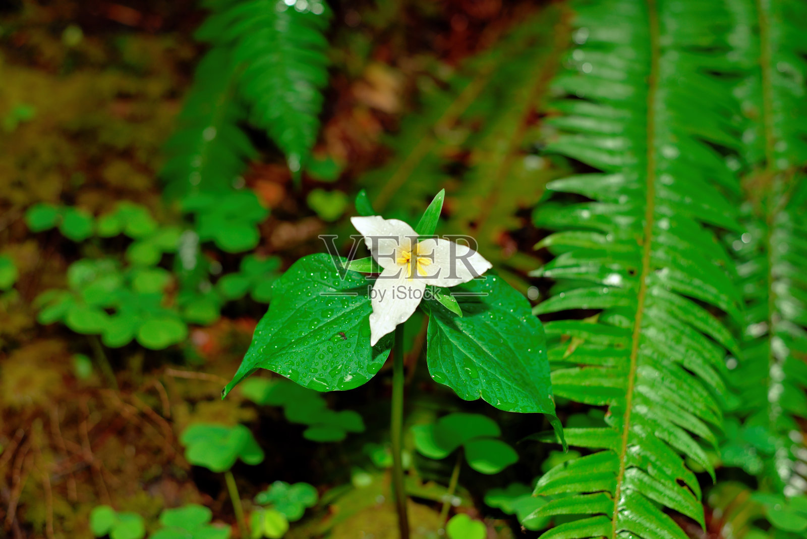 延龄草属植物的花。照片摄影图片