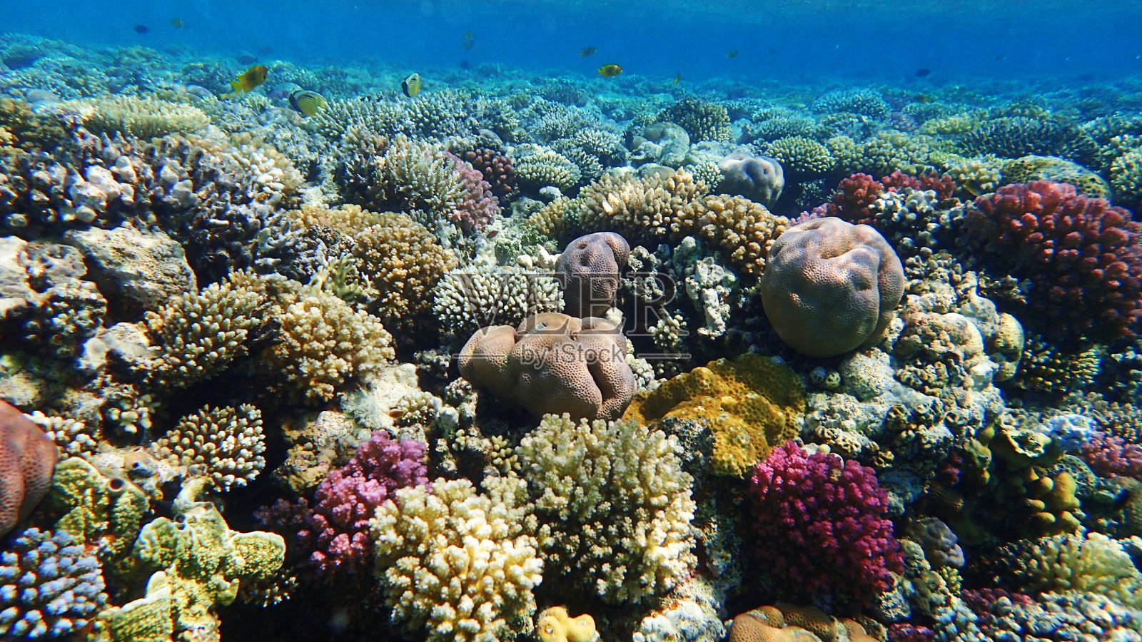 埃及马卡迪湾的珊瑚礁照片摄影图片