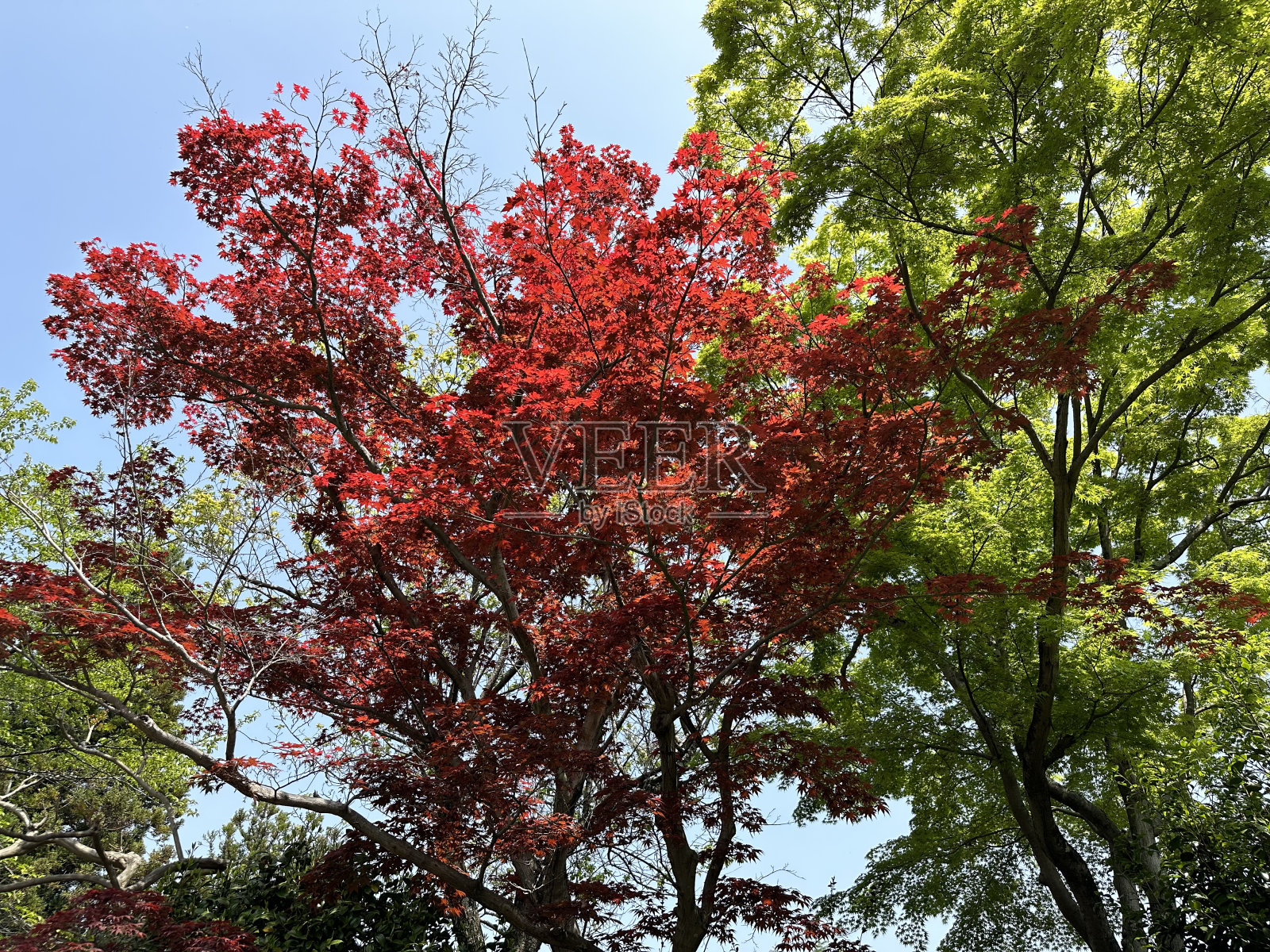 大自然的交响乐:在宁静的风景中拥抱树木盛开的美丽照片摄影图片