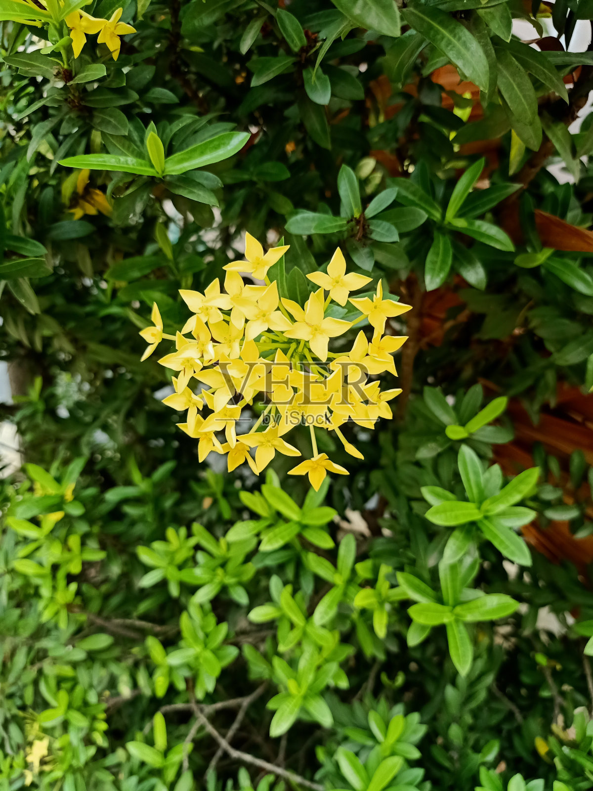丛林天竺葵植物特写照片摄影图片