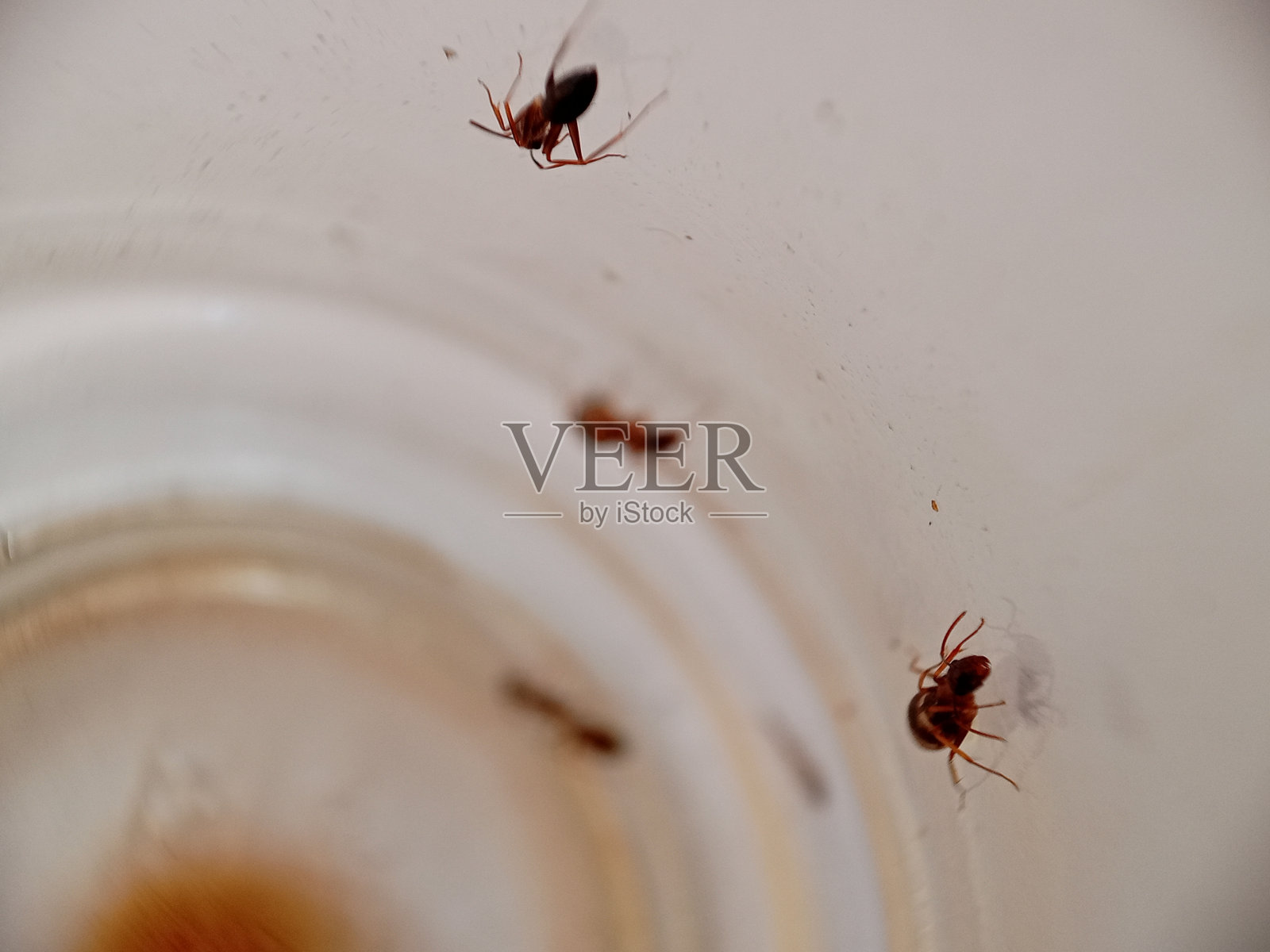 白色背景上的红蚂蚁照片摄影图片