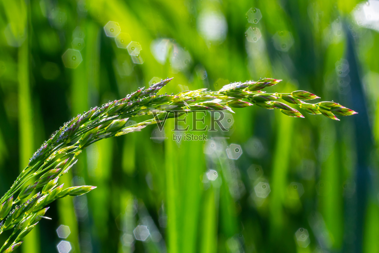 新鲜的绿草带着露珠靠近。雨后雨水滴落在新鲜的草地上。绿草上有淡淡的晨露照片摄影图片