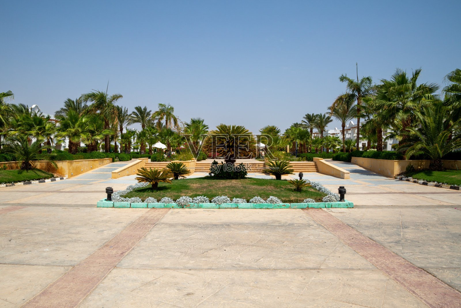 在埃及的沙姆沙伊赫,棕榈树长着绿叶照片摄影图片