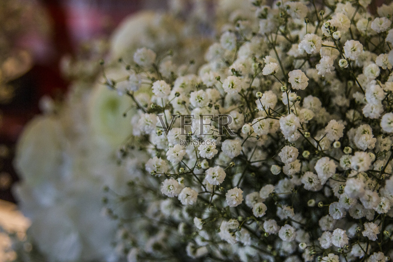 花束BRANGES照片摄影图片