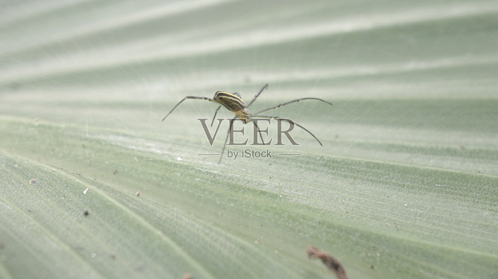 树叶上昆虫的特写镜头,选择性地聚焦在动物身上。部分绿色植物和野生动物主题为这张照片增添了美感。蜘蛛在绿叶上结网照片摄影图片
