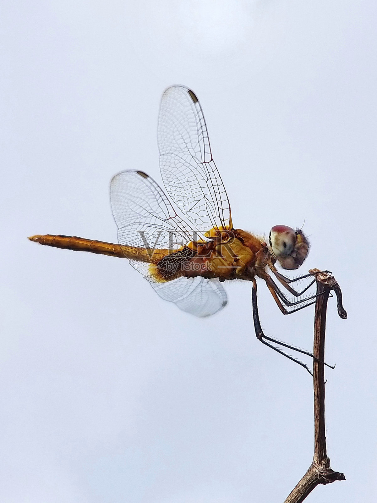 栖息的蜻蜓照片摄影图片