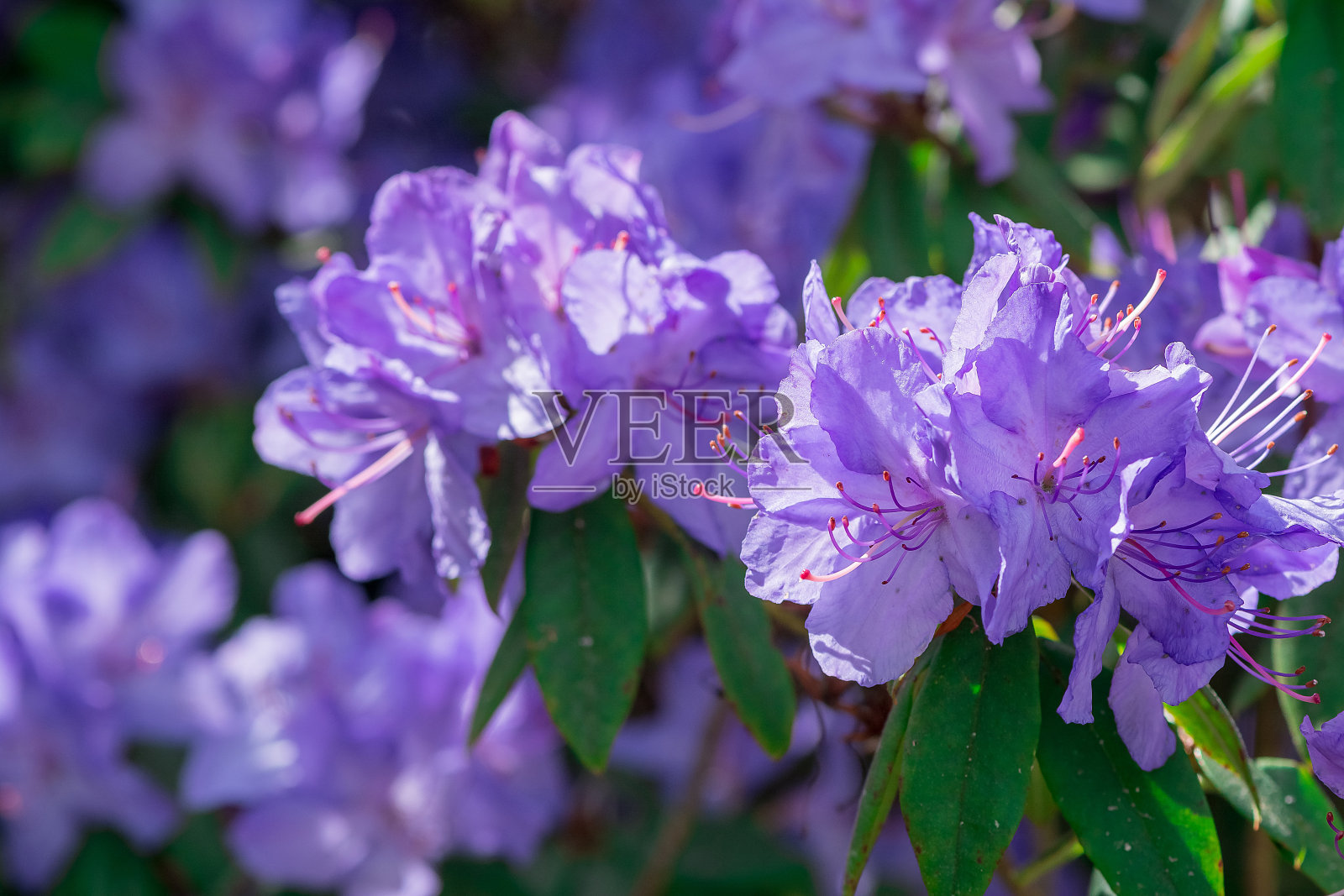 公园里杜鹃花的特写照片摄影图片