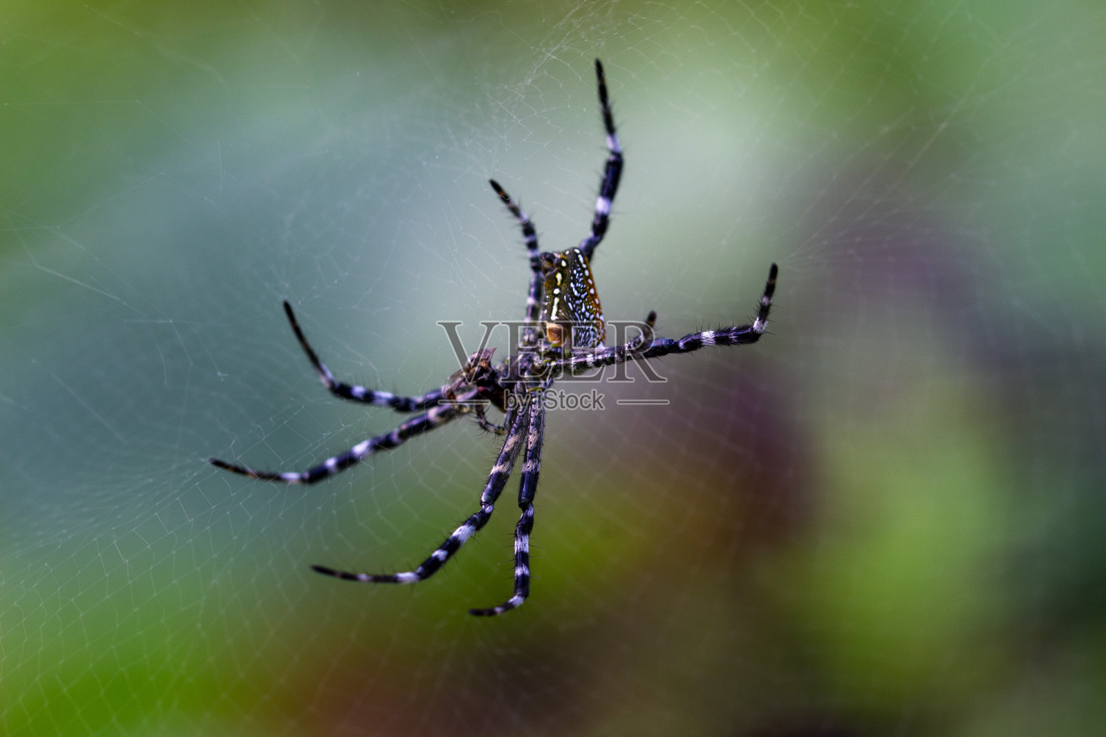 一只蜘蛛在爬蜘蛛网的微距镜头照片摄影图片