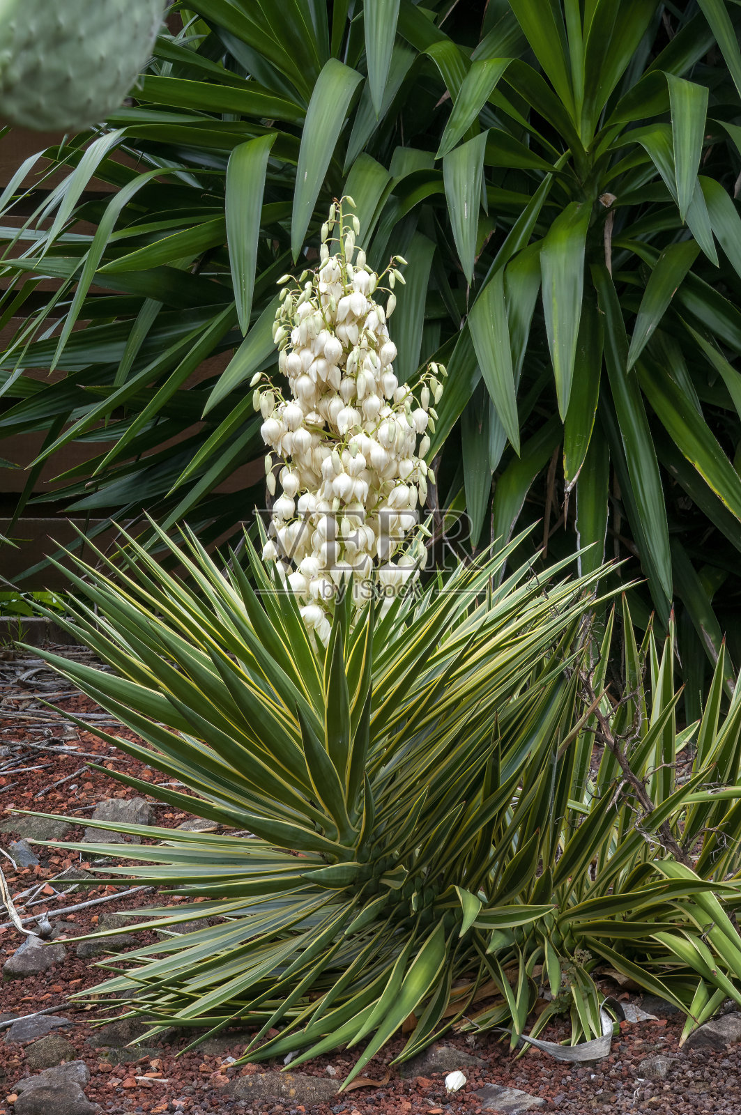花园里开花的丝兰照片摄影图片