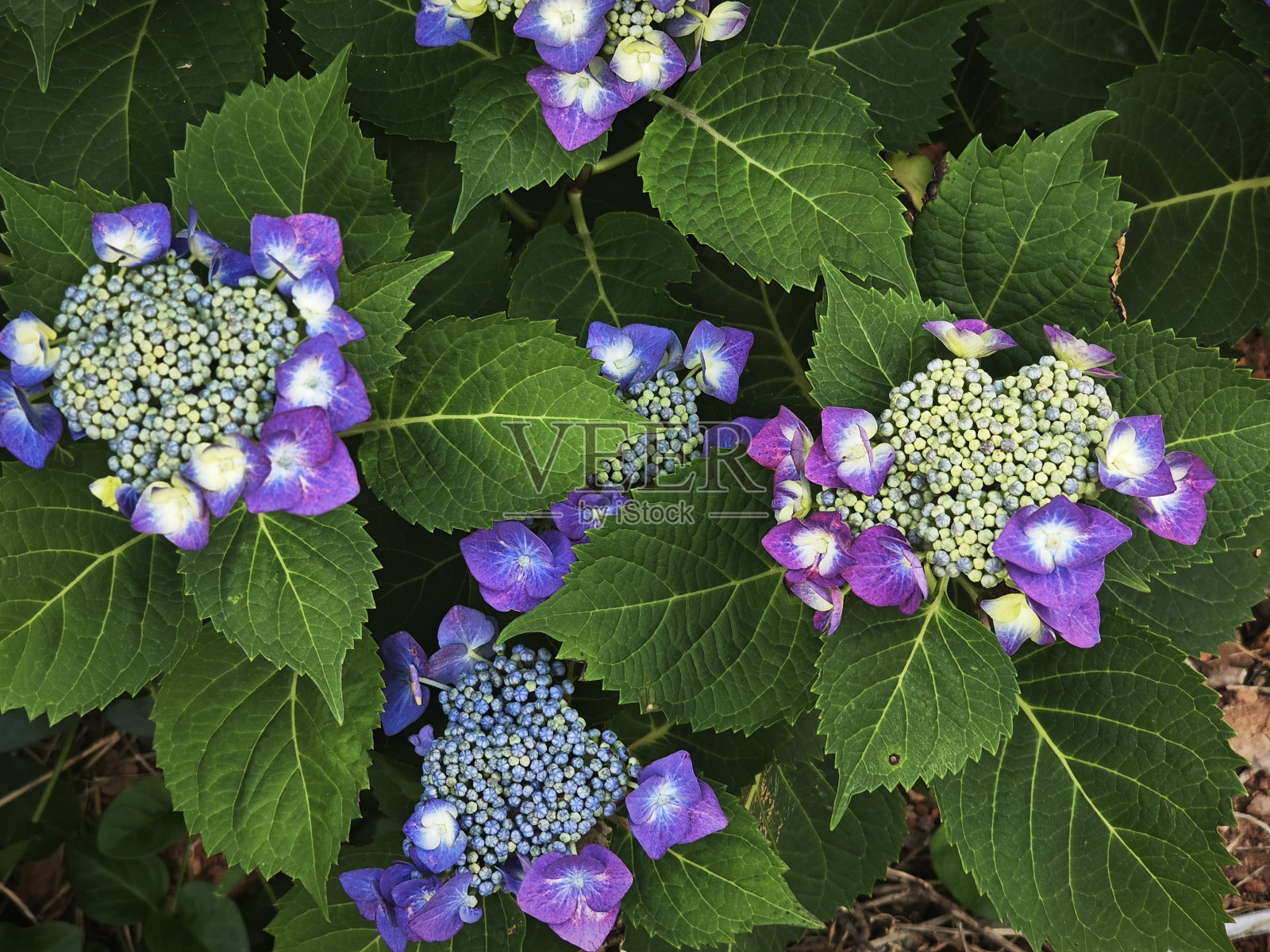 绣球花照片摄影图片