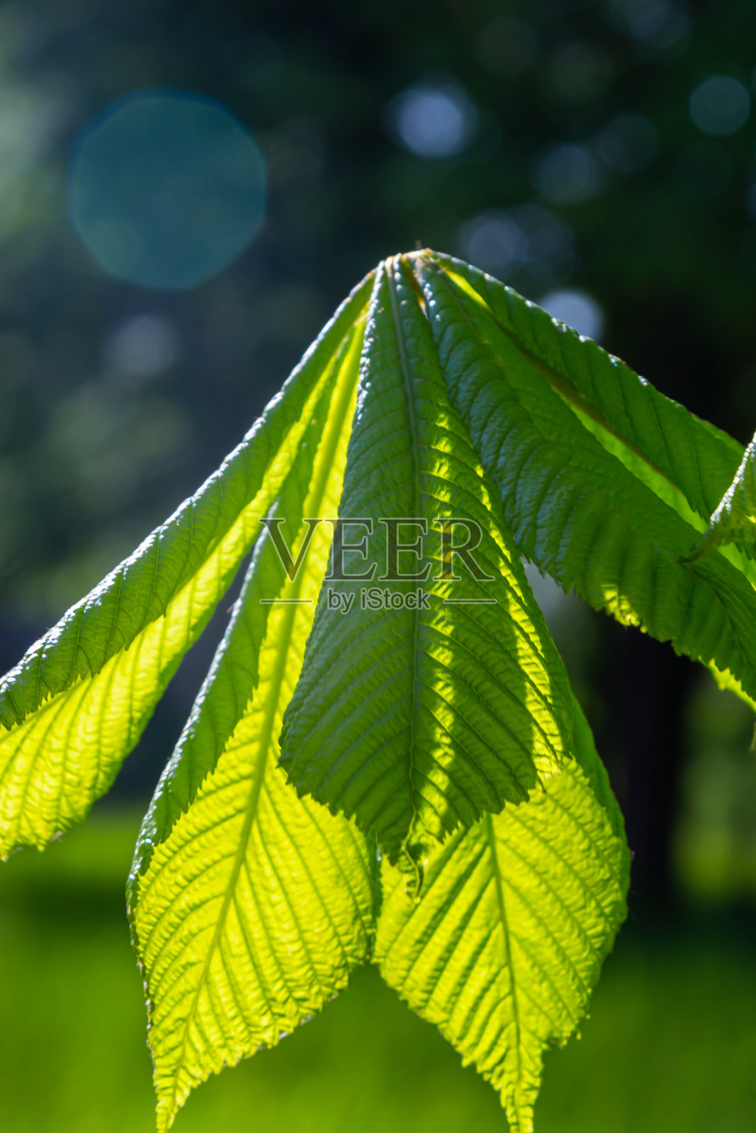 绿栗叶在美丽的光。春天的季节,春天的色彩。七叶树,七叶树照片摄影图片