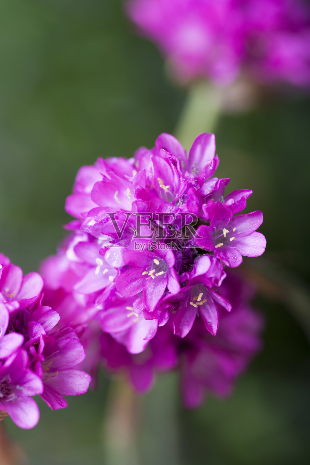 粉红海节俭照片摄影图片