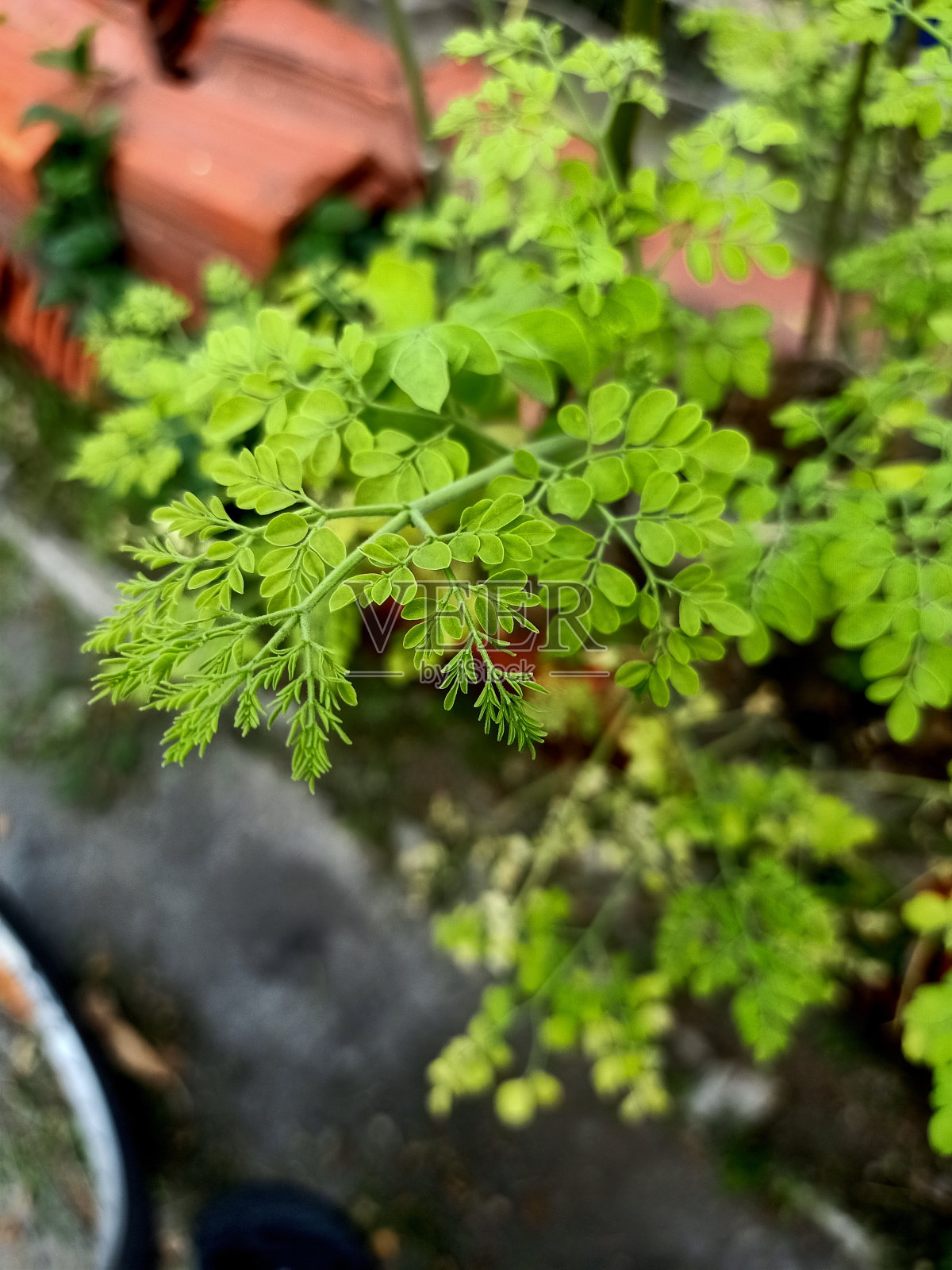 辣木植物特写照片摄影图片