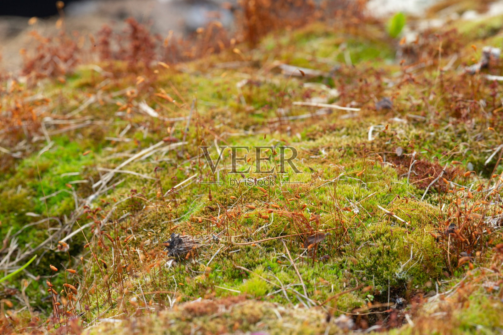 花园中的天然苔藓照片摄影图片