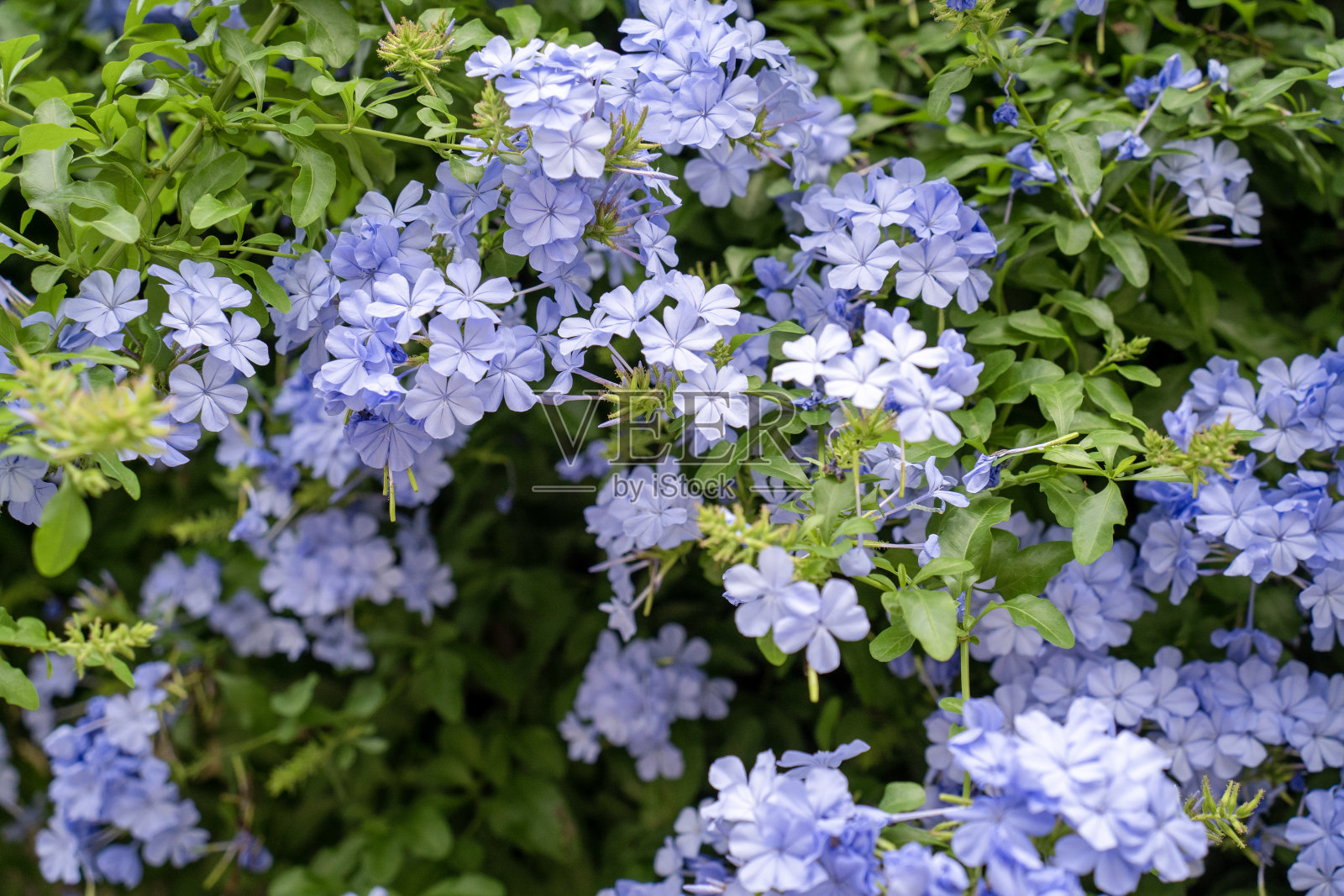紫色的花在夏天开放照片摄影图片