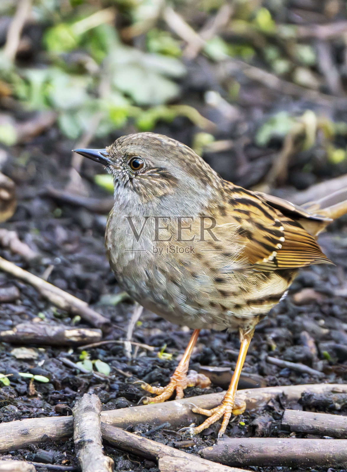 篱雀觅食照片摄影图片