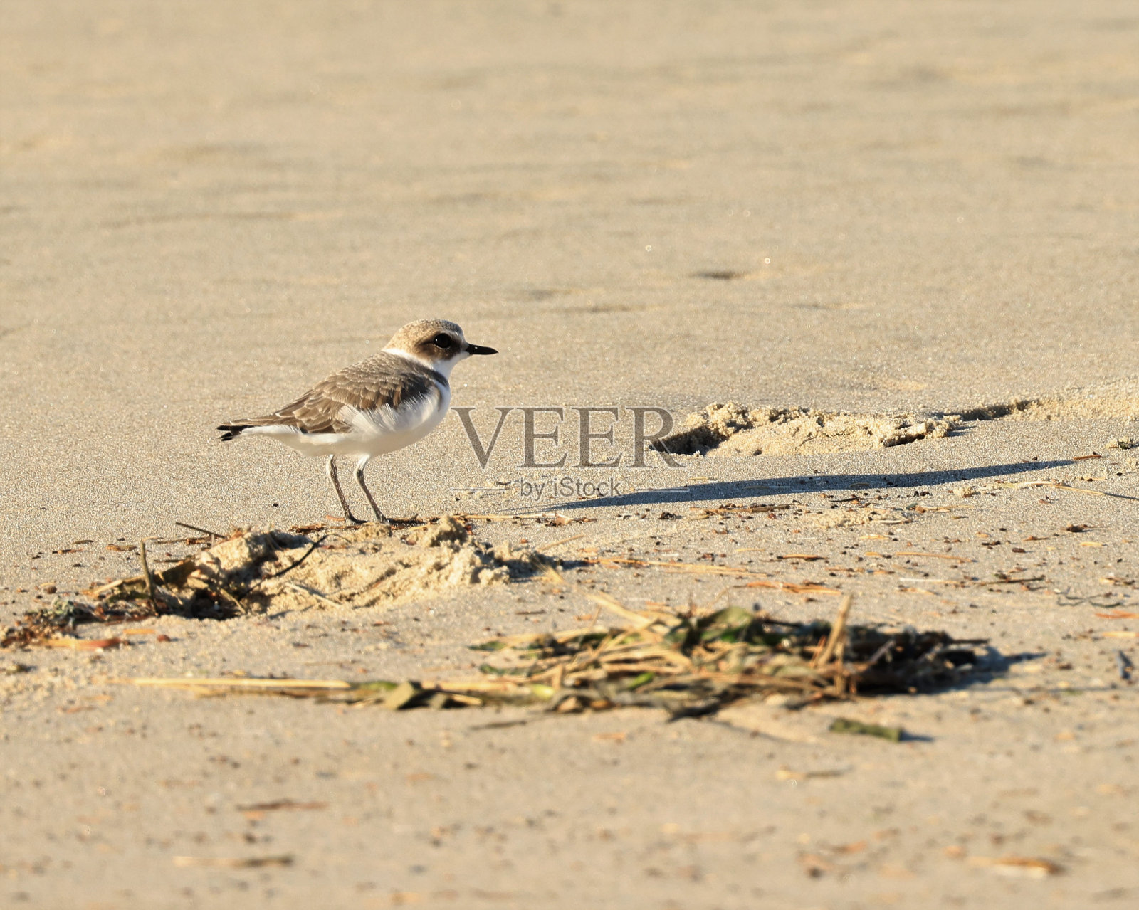 濒临灭绝的西部雪鸻照片摄影图片