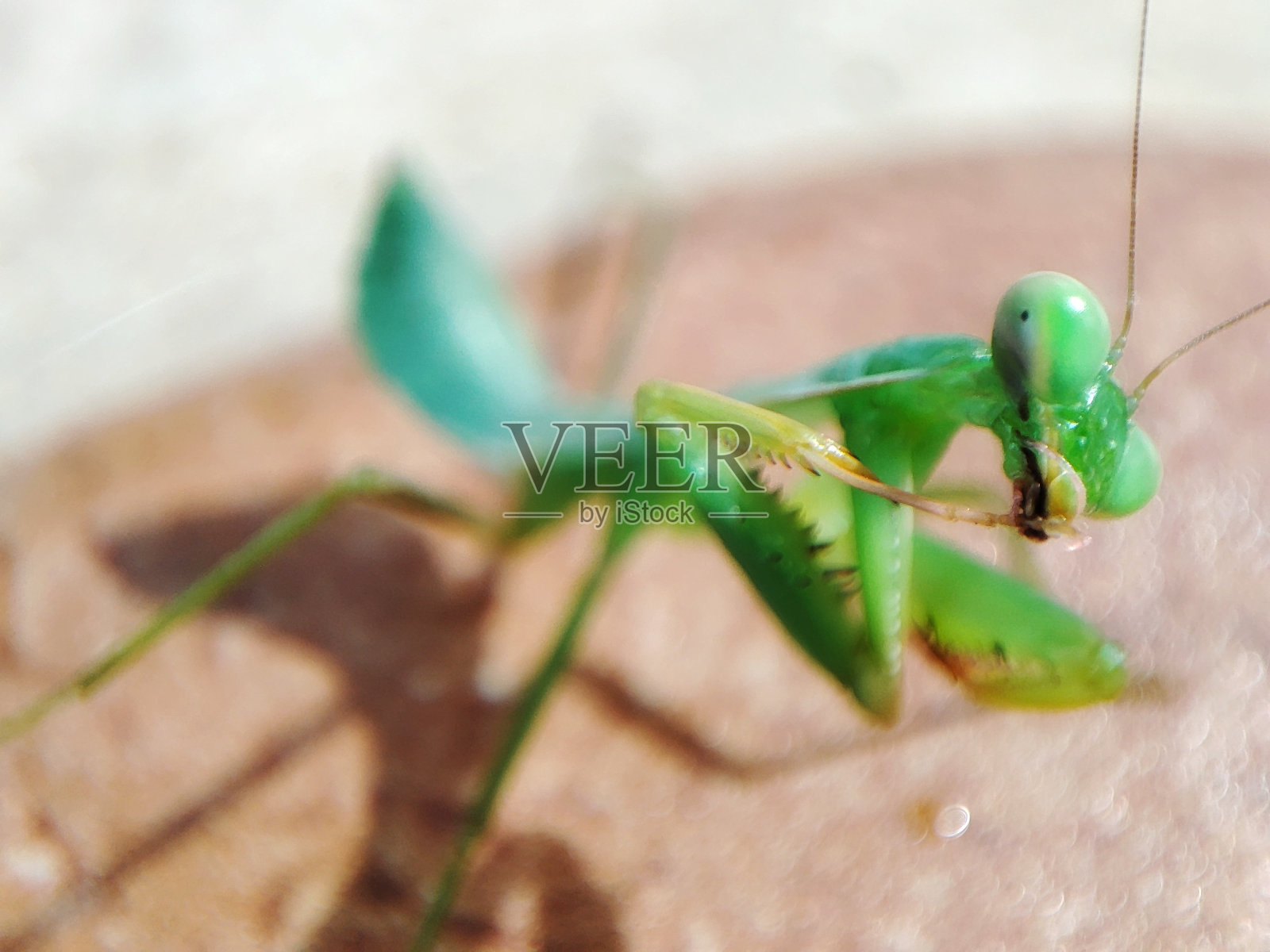 一只可爱的螳螂在花园的特写镜头照片摄影图片