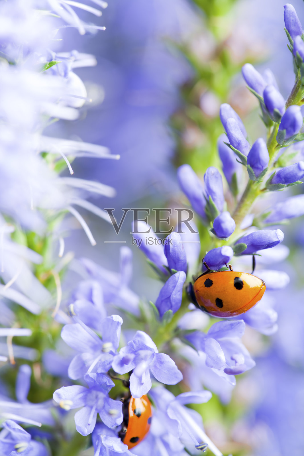 瓢虫爬在蓝色的维罗妮卡花上照片摄影图片