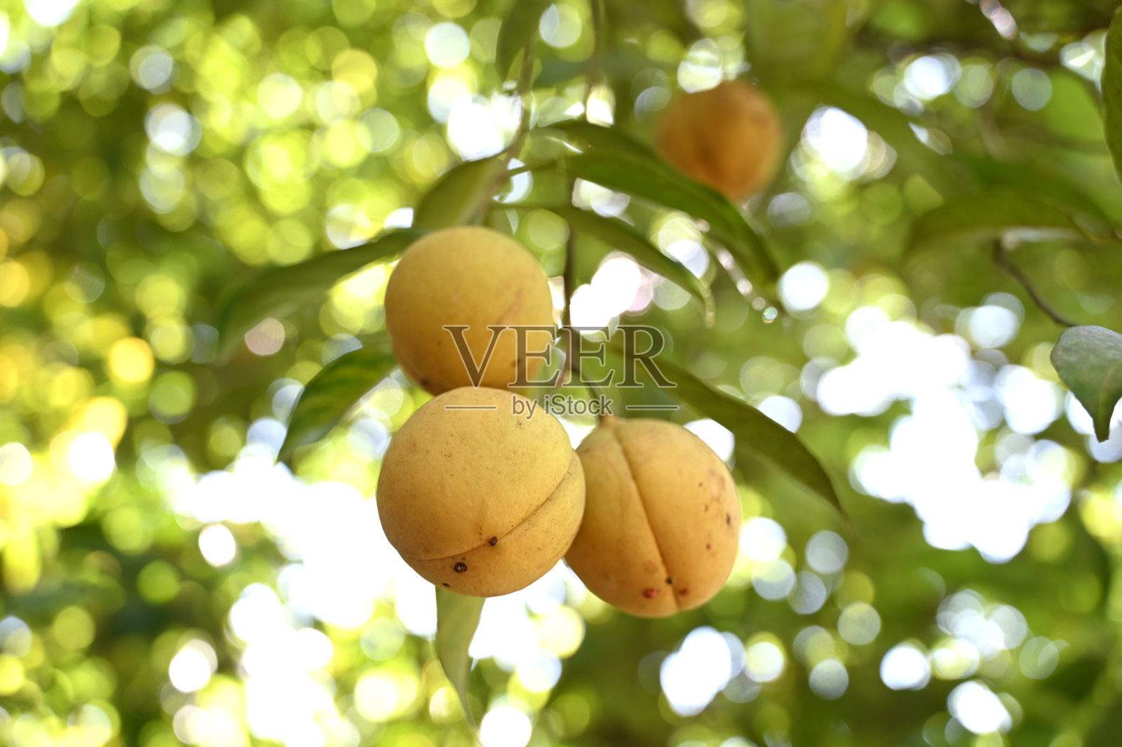 肉豆蔻在树上照片摄影图片