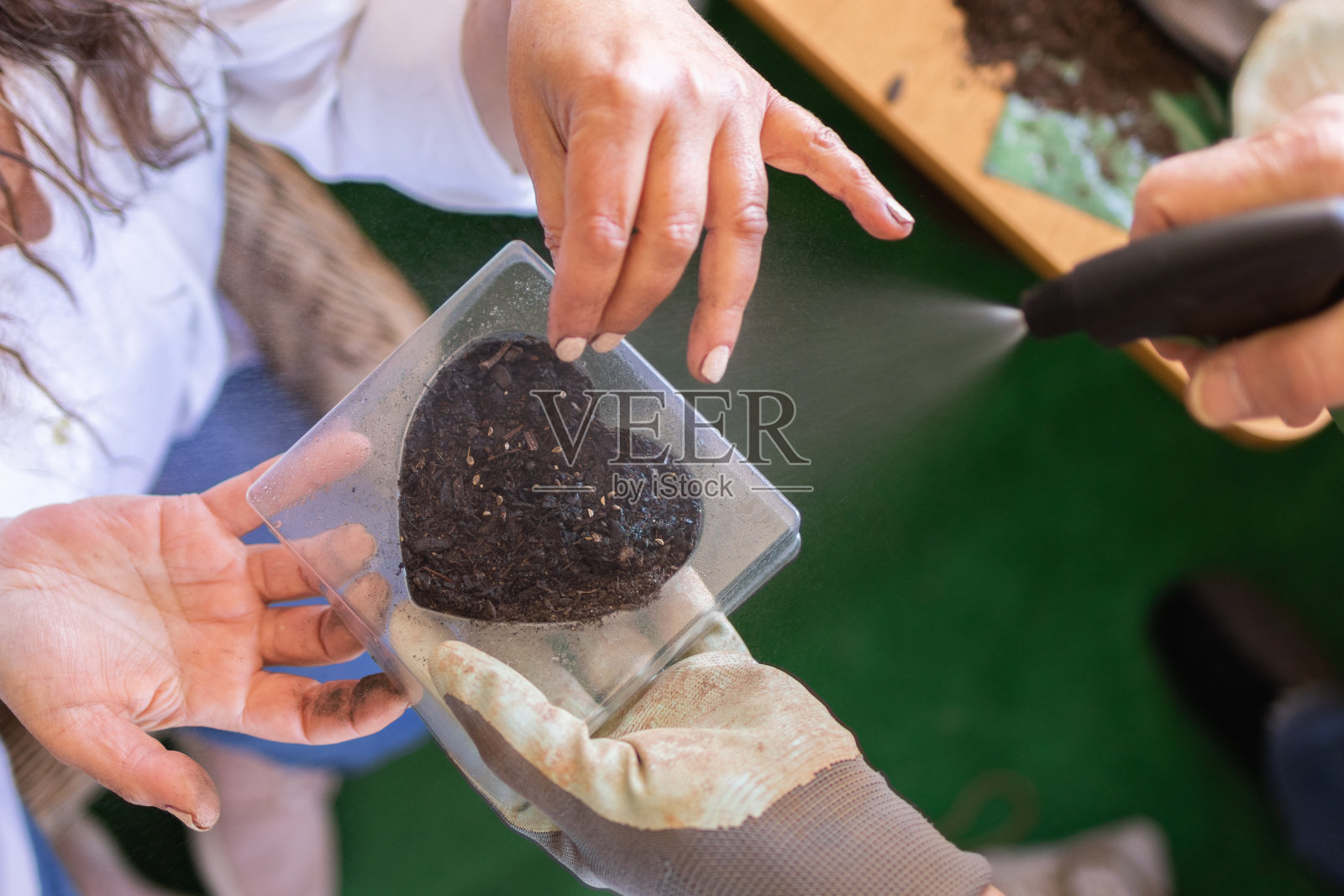 在家里,妇女与丈夫一起用泥土在心形秧苗中播种,并用水浇灌。爱和夫妻。夏季的园艺和可持续发展。diy的概念。照片摄影图片