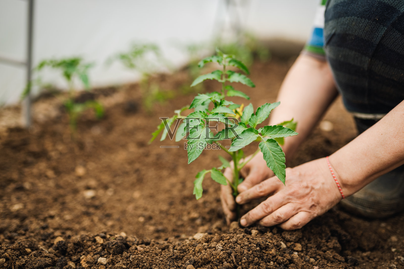 在温室里种西红柿。本土食品概念。照片摄影图片