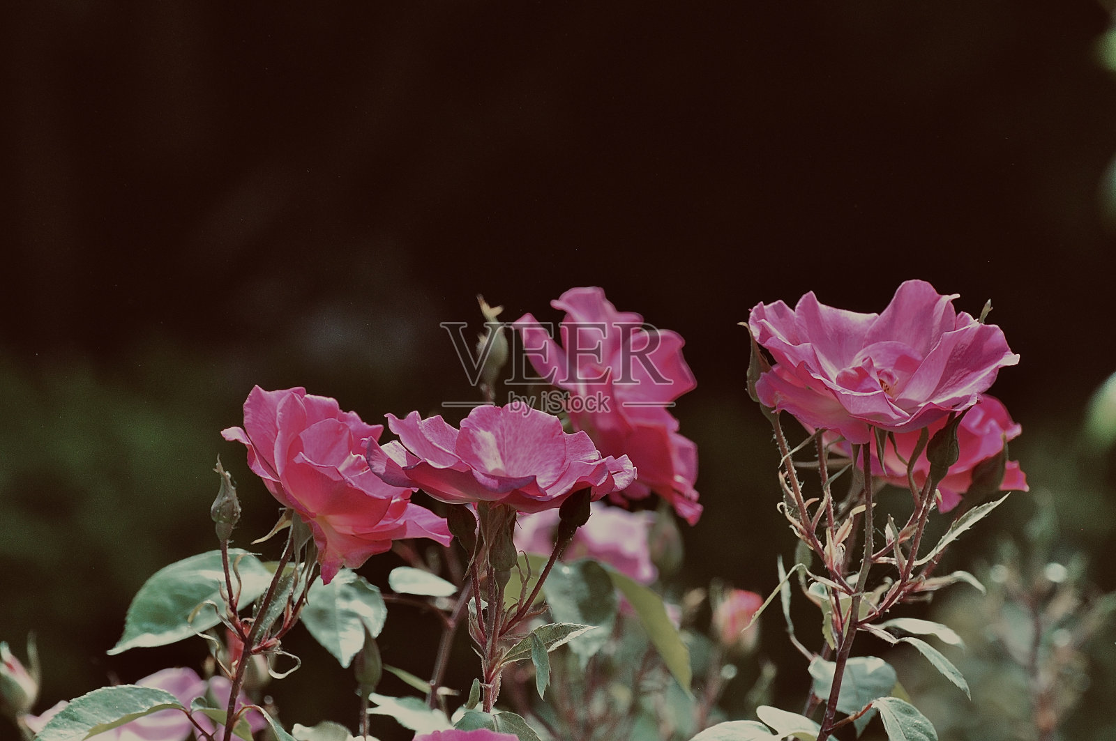 粉红色的花照片摄影图片